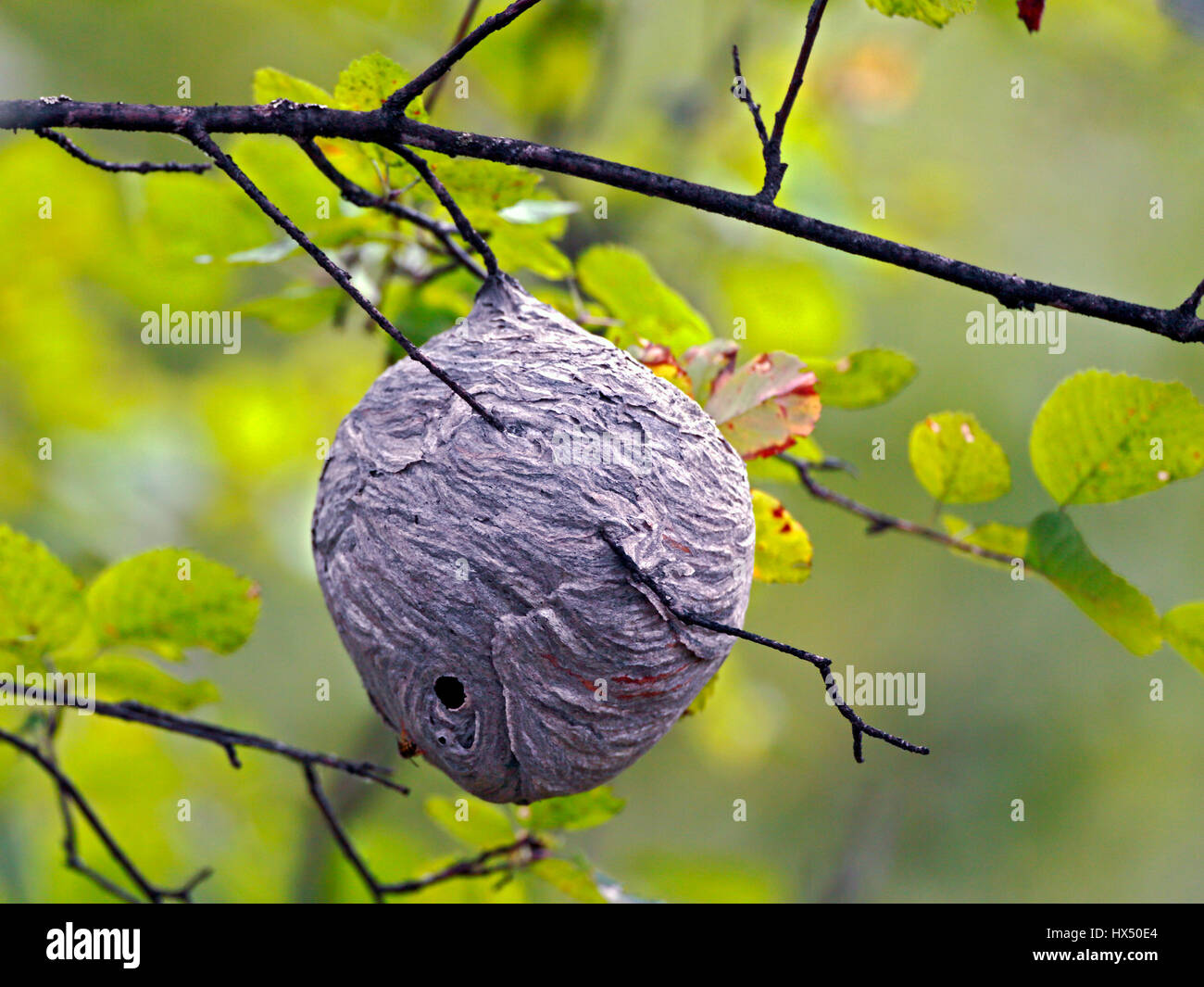 Grande nido di vespe appesi da aspen ramo dell'albero. Foto Stock