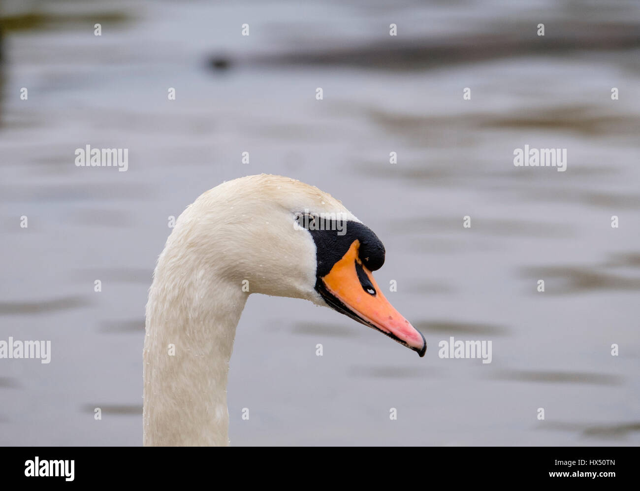 Cigno (Cygnus olor) presso i Laghi Earlswood natura locale riserva, Redhill Surrey, Regno Unito Foto Stock