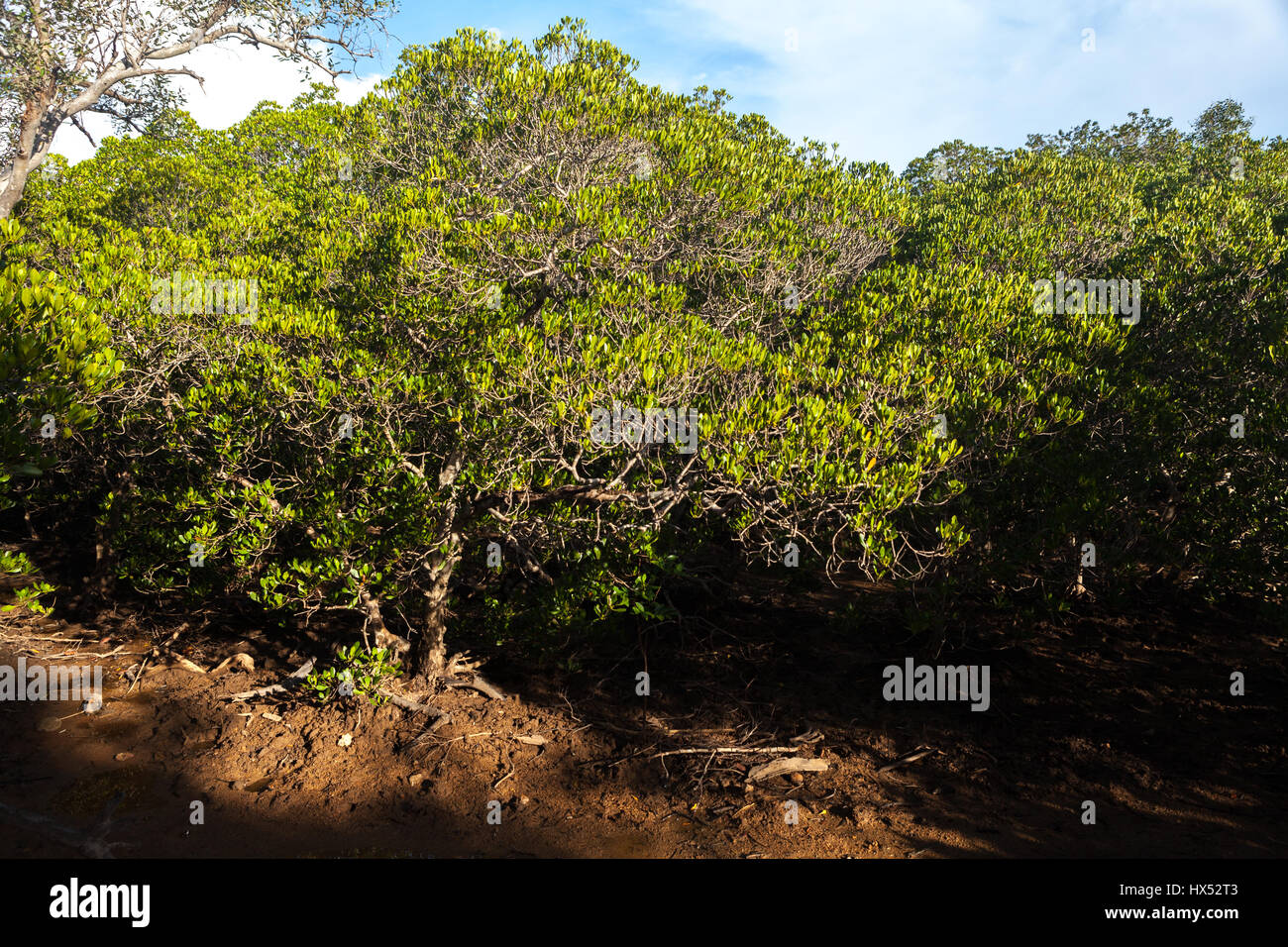 Foresta di mangrovie a Loh Buaya, isola di Rinca, una parte del Parco Nazionale di Komodo a West Manggarai, Nusa Tenggara Est, Indonesia. Foto Stock