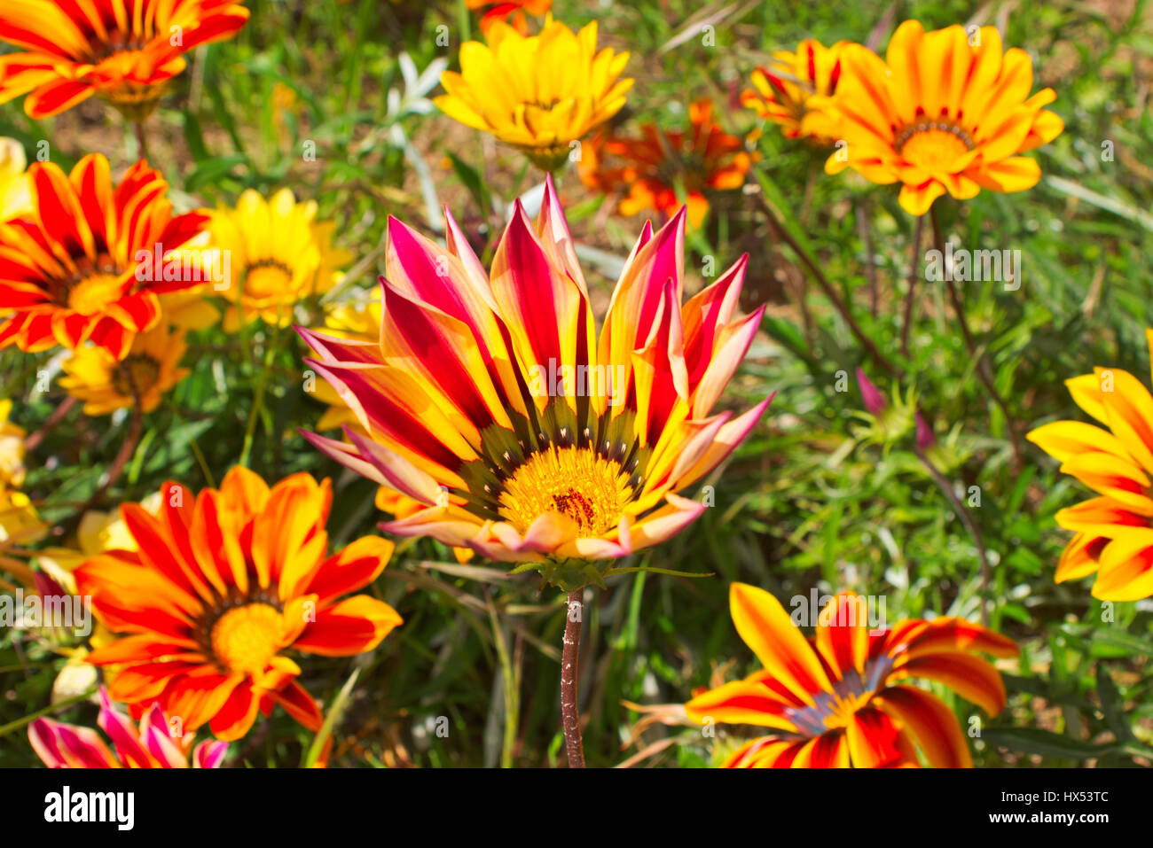 Gazania, veri amanti del sole. I suoi fiori aperti all alba di giorni soleggiati e chiudere con il tramonto Foto Stock