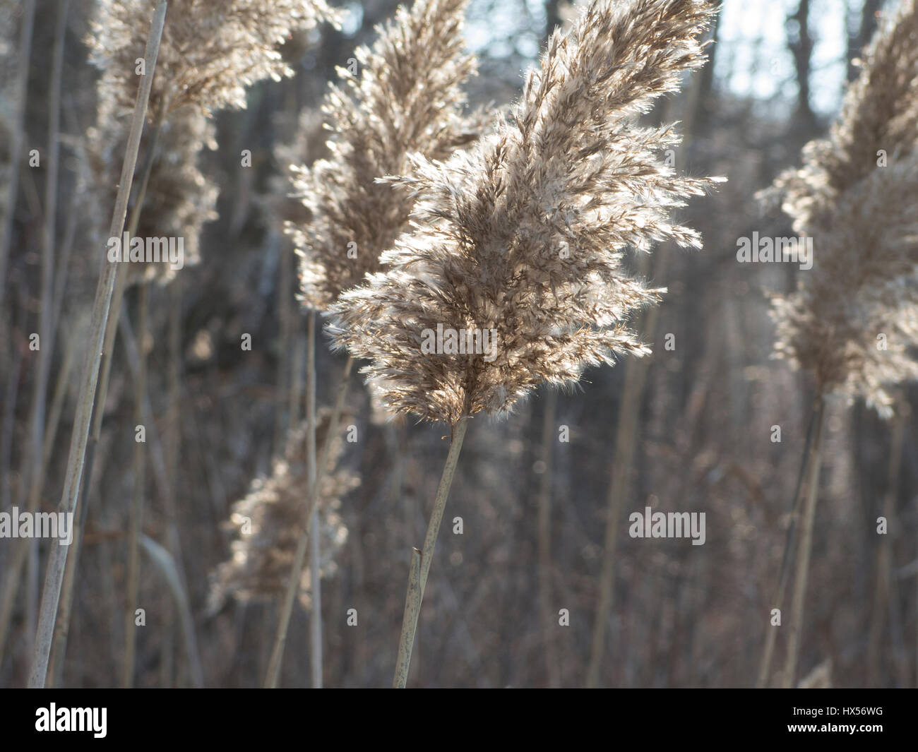 La Phragmites invasiva piante sono retroilluminati in inverno Foto Stock