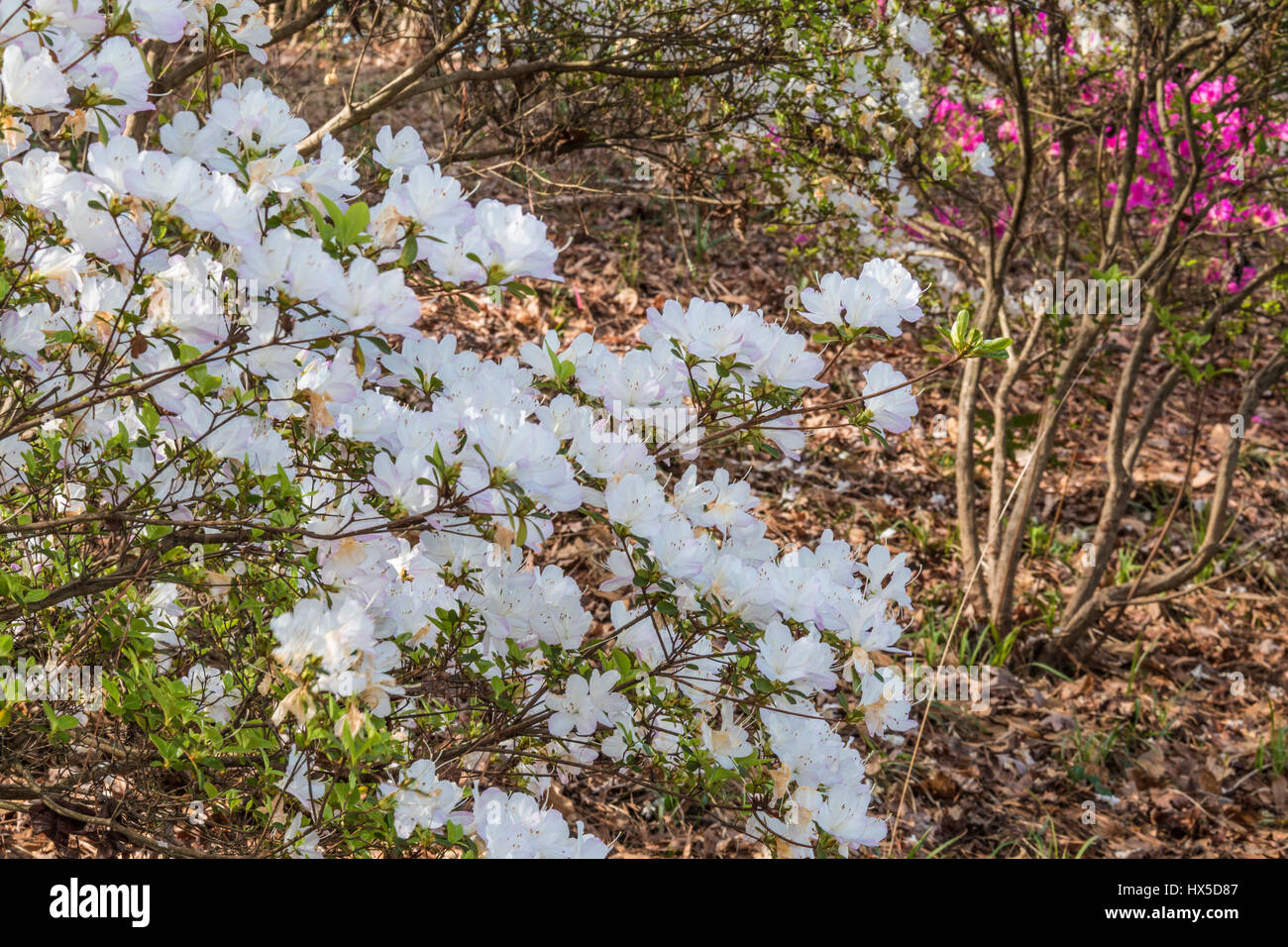 Azalea si affacciano sul giardino a Callaway Gardens in Georgia. Foto Stock