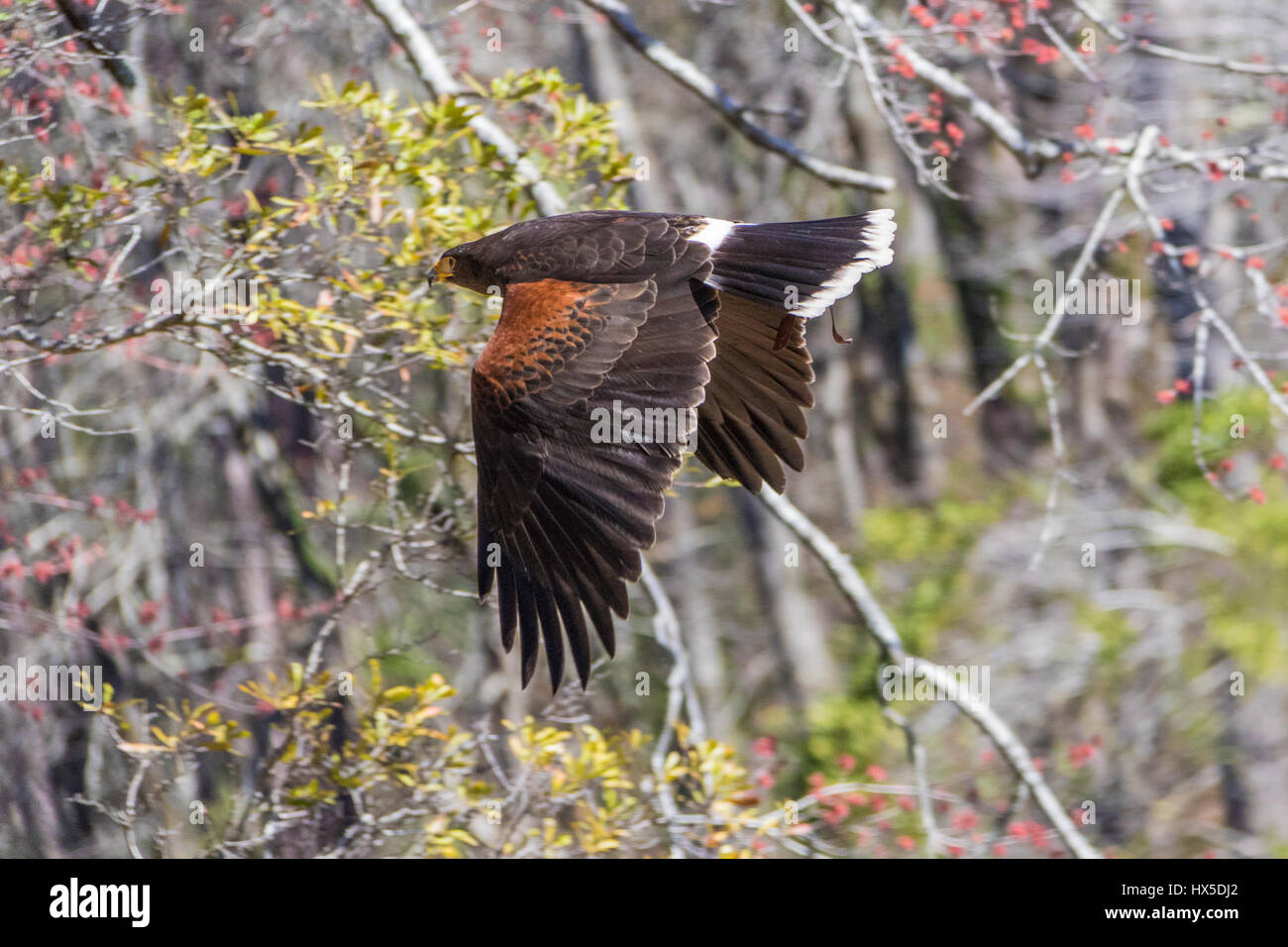 Harris Hawk in Callaway Garden's uccelli di preda di riabilitazione e di un programma di formazione. Foto Stock