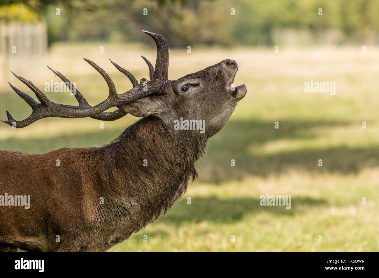 Cervus elaphus (Cervus elaphus). Le foto sono state scattate durante la rut dei cervi. È un momento molto emozionante per i cervi e molto per i fotografi. Foto Stock