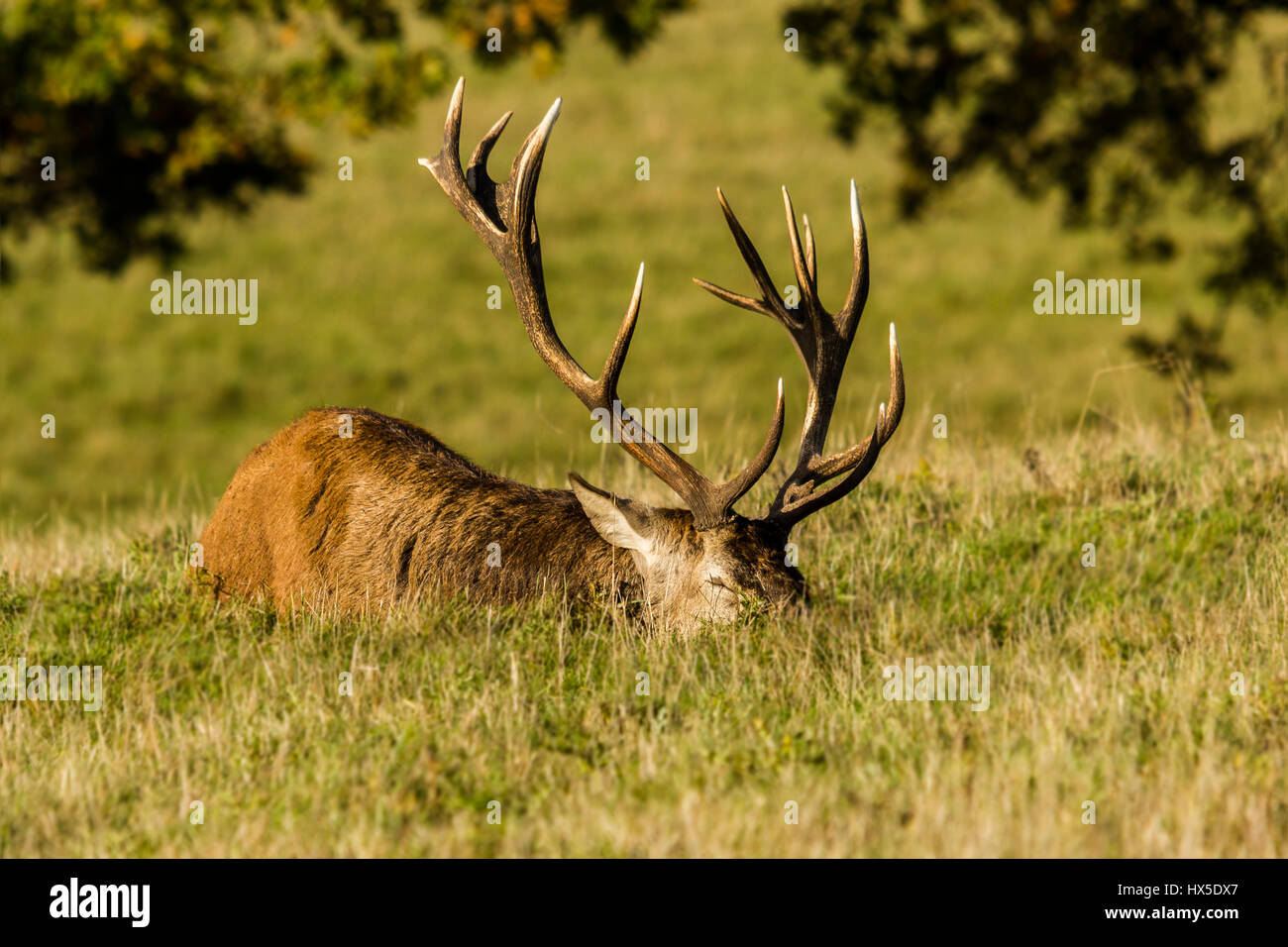 Il cervo (Cervus elaphus). Le foto scattate durante il deer rut. Si tratta di un momento molto emozionante per cervi e un sacco per i fotografi. Foto Stock