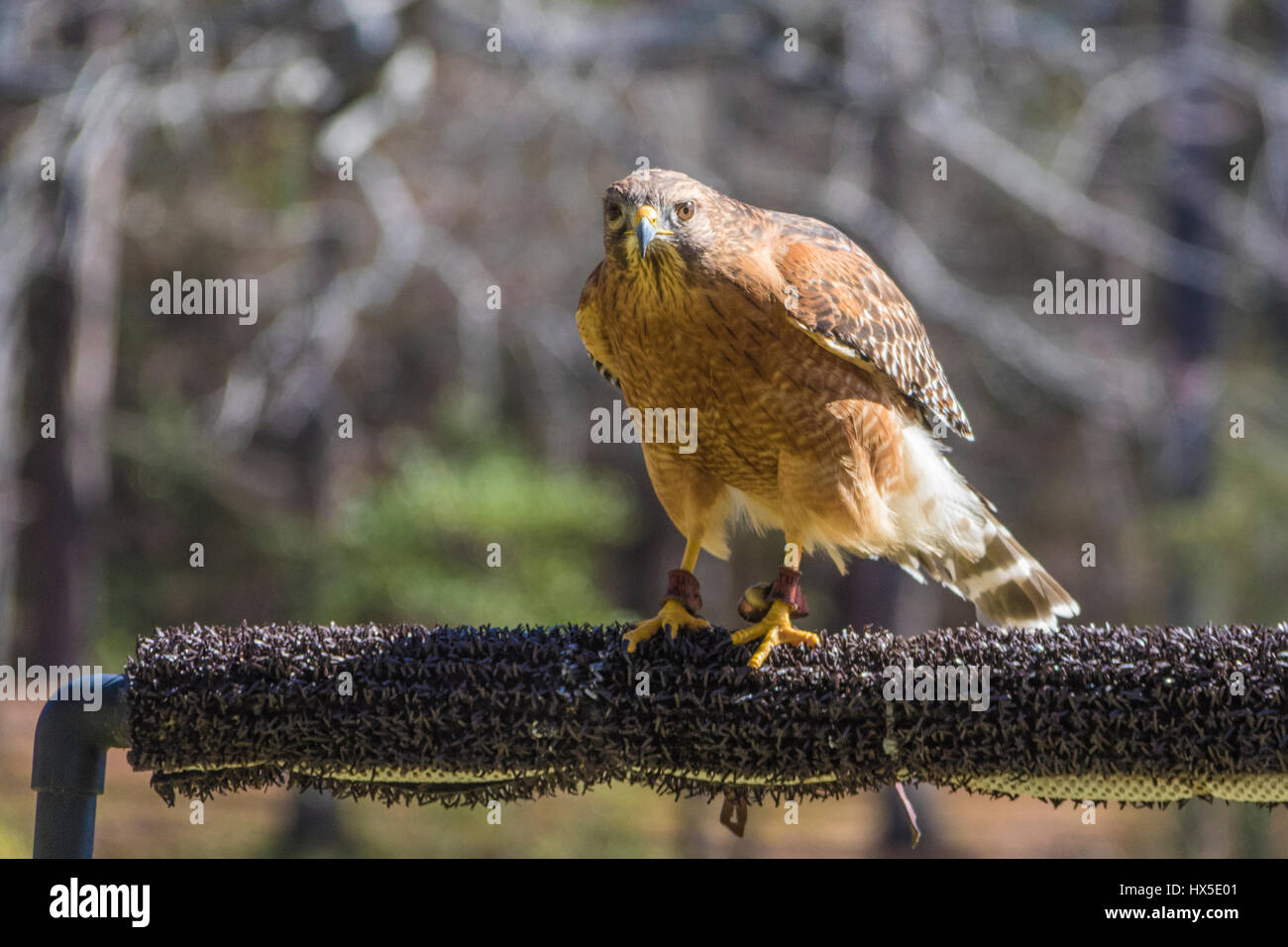 Red-Hawk con spallamento in Callaway Garden's uccelli di preda di riabilitazione e di un programma di formazione. Foto Stock