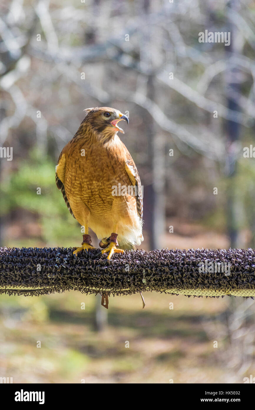 Red-Hawk con spallamento in Callaway Garden's uccelli di preda di riabilitazione e di un programma di formazione. Foto Stock