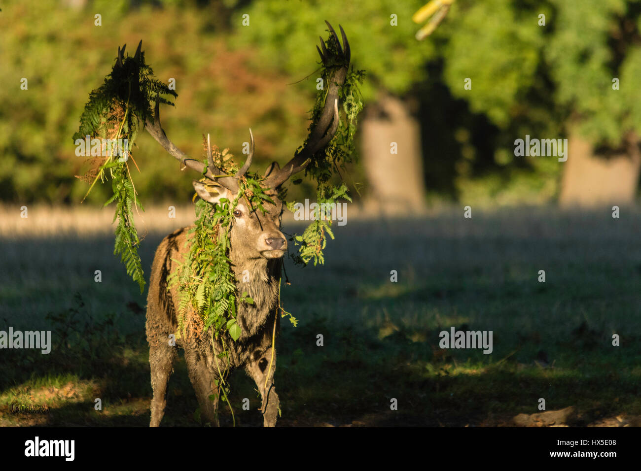 Il cervo (Cervus elaphus). Le foto scattate durante il deer rut. Si tratta di un momento molto emozionante per cervi e un sacco per i fotografi. Foto Stock