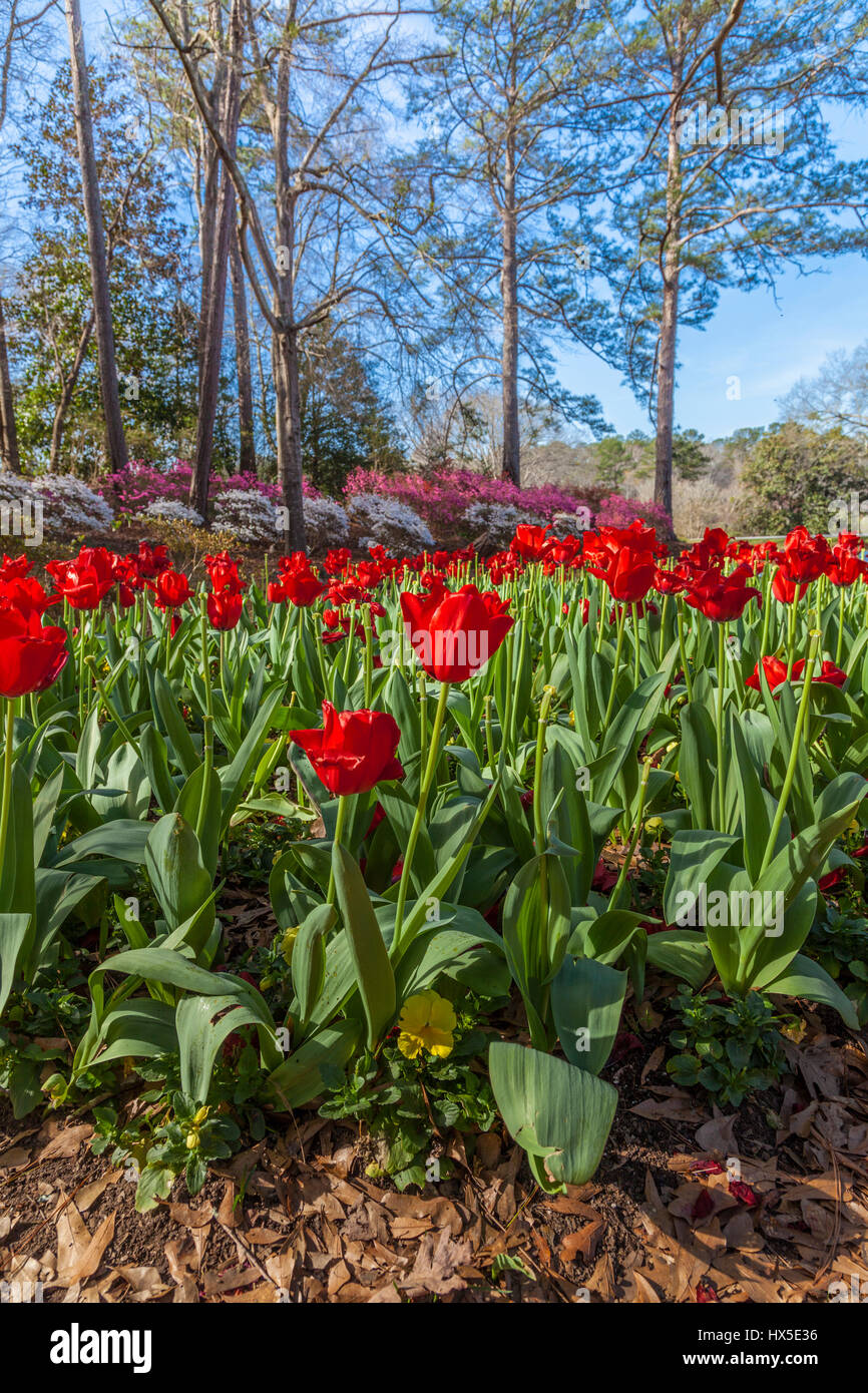 I Tulipani di fronte Azalea si affacciano sul giardino a Callaway Gardens in Georgia. Foto Stock