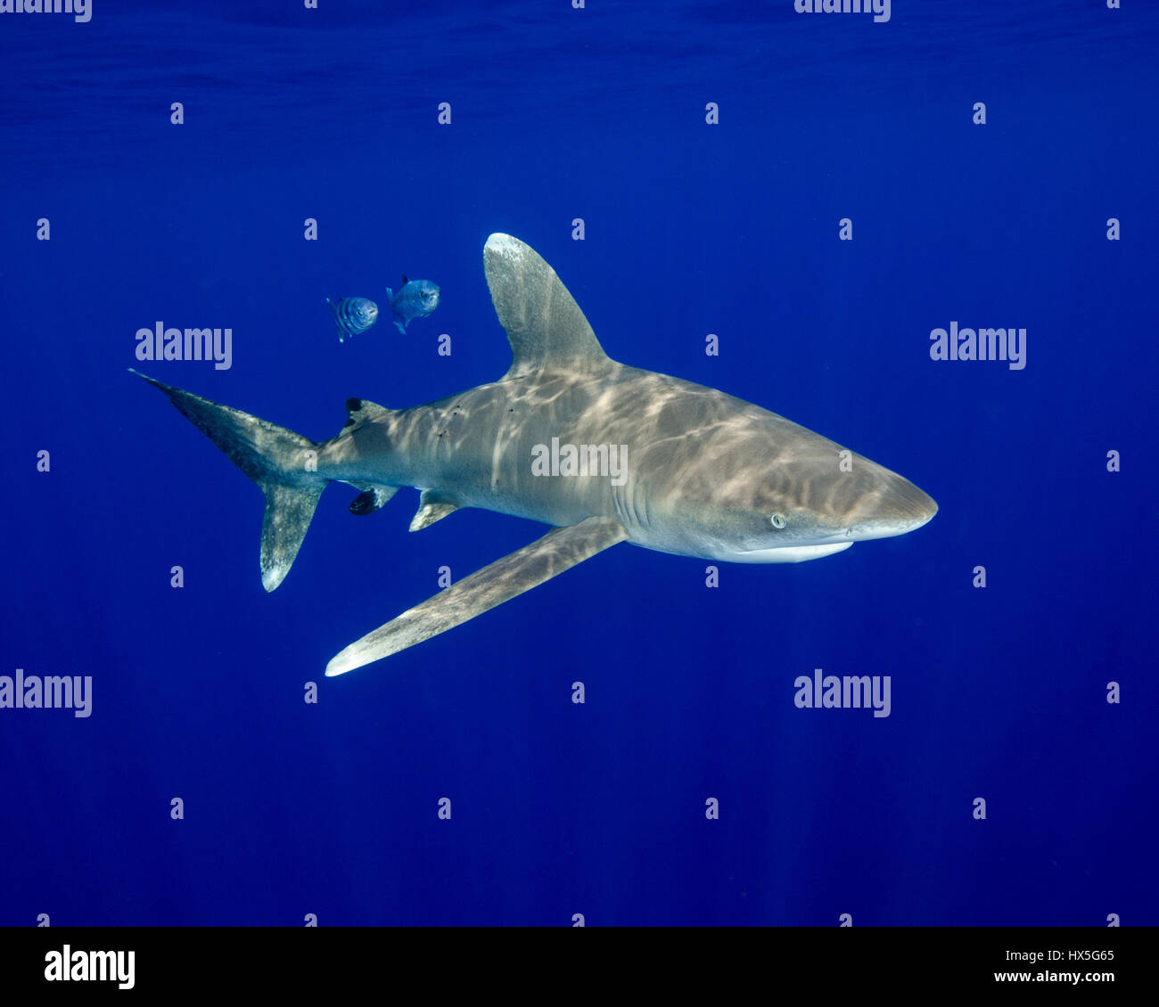 Un Oceanic White Tip Shark nel blu delle Bahamas Foto Stock