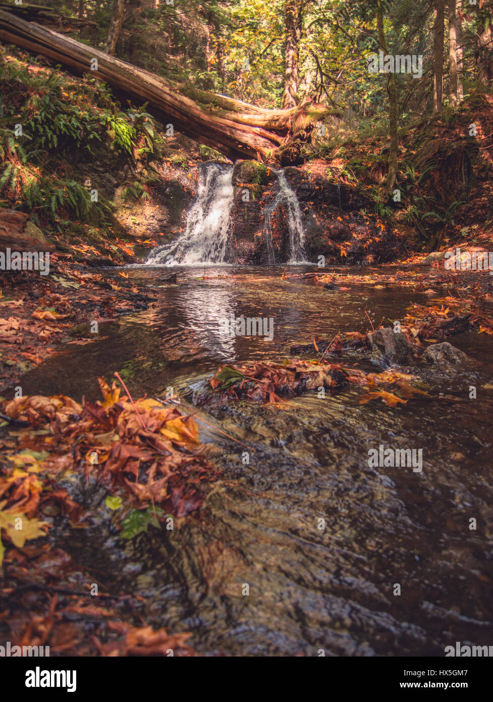 Autunno nel Pacifico nord-ovest degli Stati Uniti. Colorate cadono le foglie sono tirato giù una leggera corrente con una cascata in background. Foto Stock