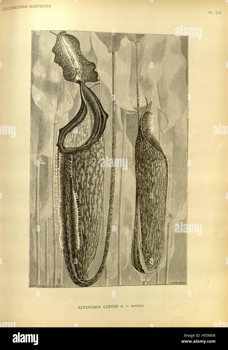 Nepenthes curtisii LE28099Illustrazione horticole (1888) Foto Stock