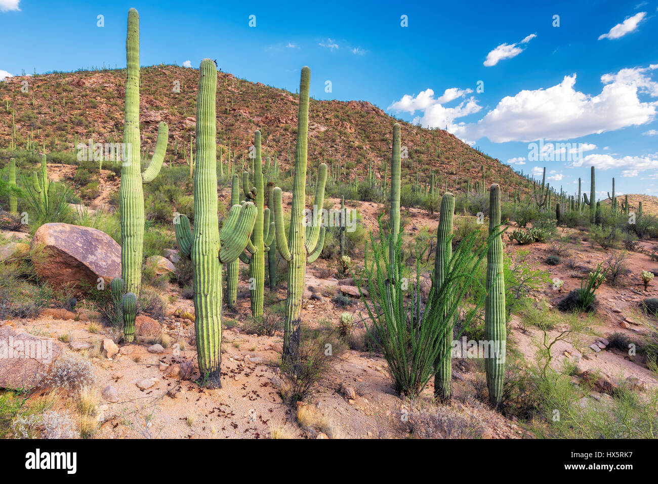 Saguaros nel Deserto Sonoran vicino a Phoenix, Arizona. Foto Stock