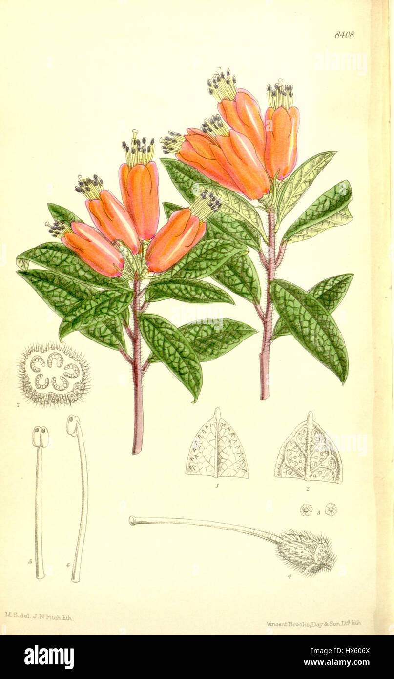 Il Rhododendron spinuliferum è una specie di pianta in fiore originaria della Cina, conosciuta per i suoi fiori vivaci e il fogliame sempreverde. Prospera nelle regioni temperate ed è popolare nell'orticoltura ornamentale per il suo aspetto suggestivo. Foto Stock