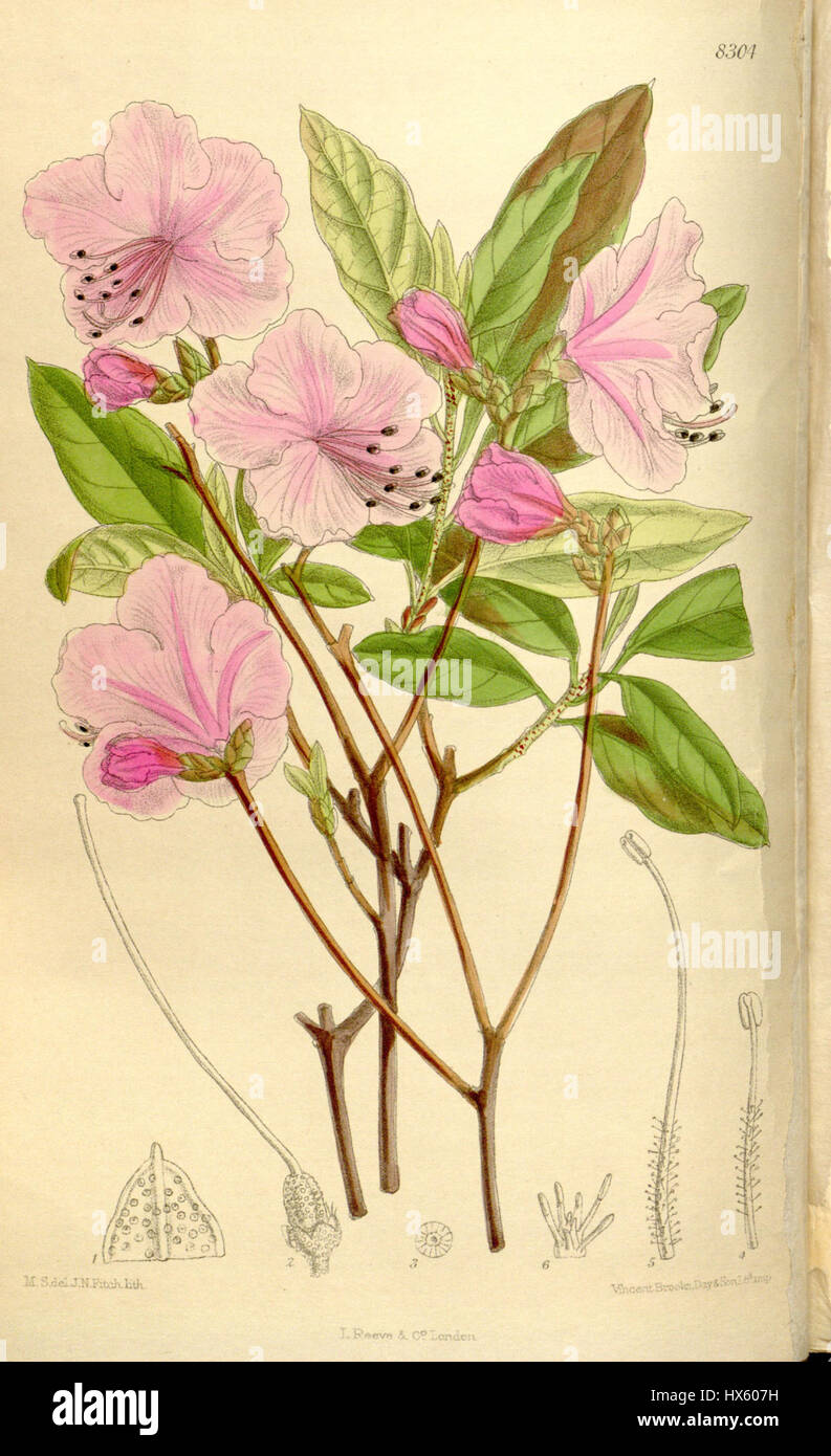 Il Rhododendron mucronulatum è una specie di pianta in fiore originaria dell'Asia orientale, in particolare della Corea e del Giappone. La pianta produce vivaci fiori rosa all'inizio della primavera, fiorenti in climi freschi e terreni acidi e ben drenati. È ampiamente coltivato per scopi ornamentali ed è apprezzato per la sua bellezza stagionale. Foto Stock