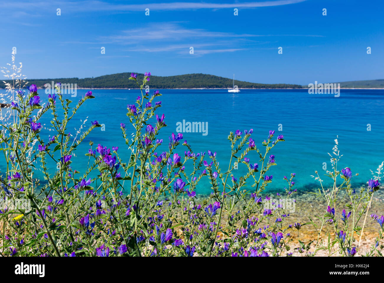 Croazia, fiori di mare snd. Foto Stock