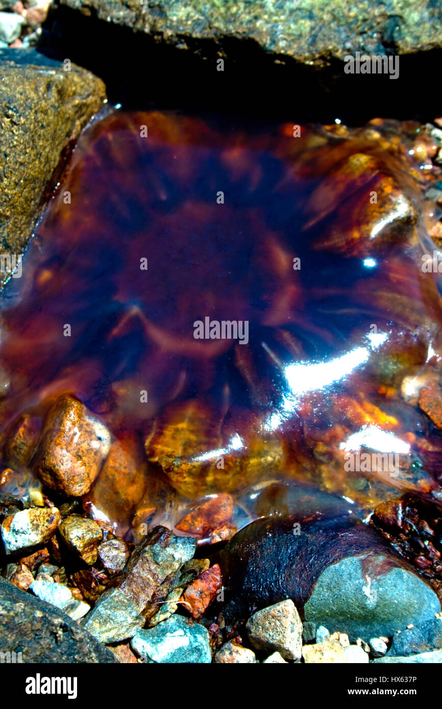 Un marrone meduse lavato fino a terra lungo la costa del Maine. Foto Stock