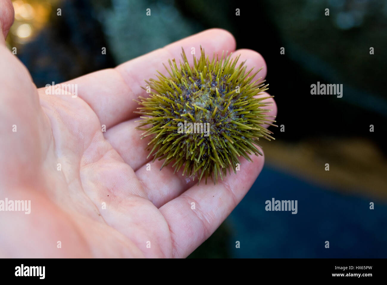 Riccio di mare verde immagini e fotografie stock ad alta risoluzione - Alamy