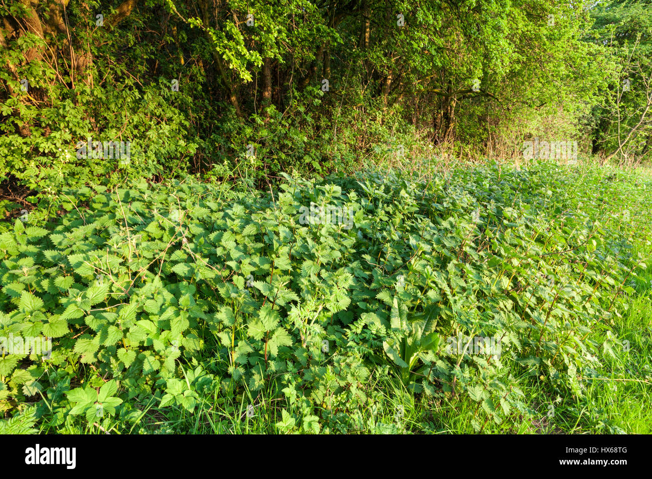 Comune, Ortica Urtica dioica. Patch di sensazioni puntorie ortiche in campagna, England, Regno Unito Foto Stock