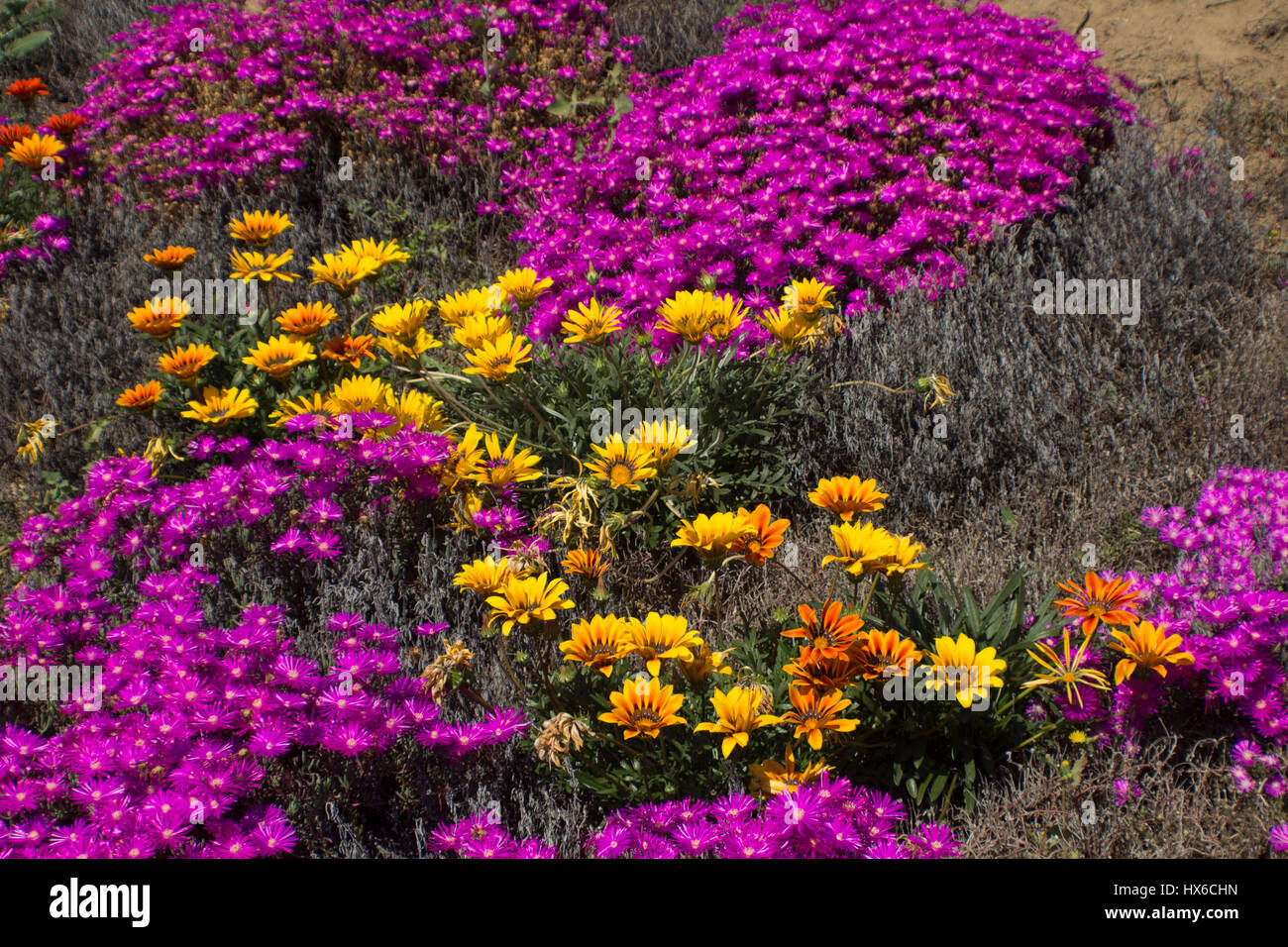 Campo di fiori Foto Stock