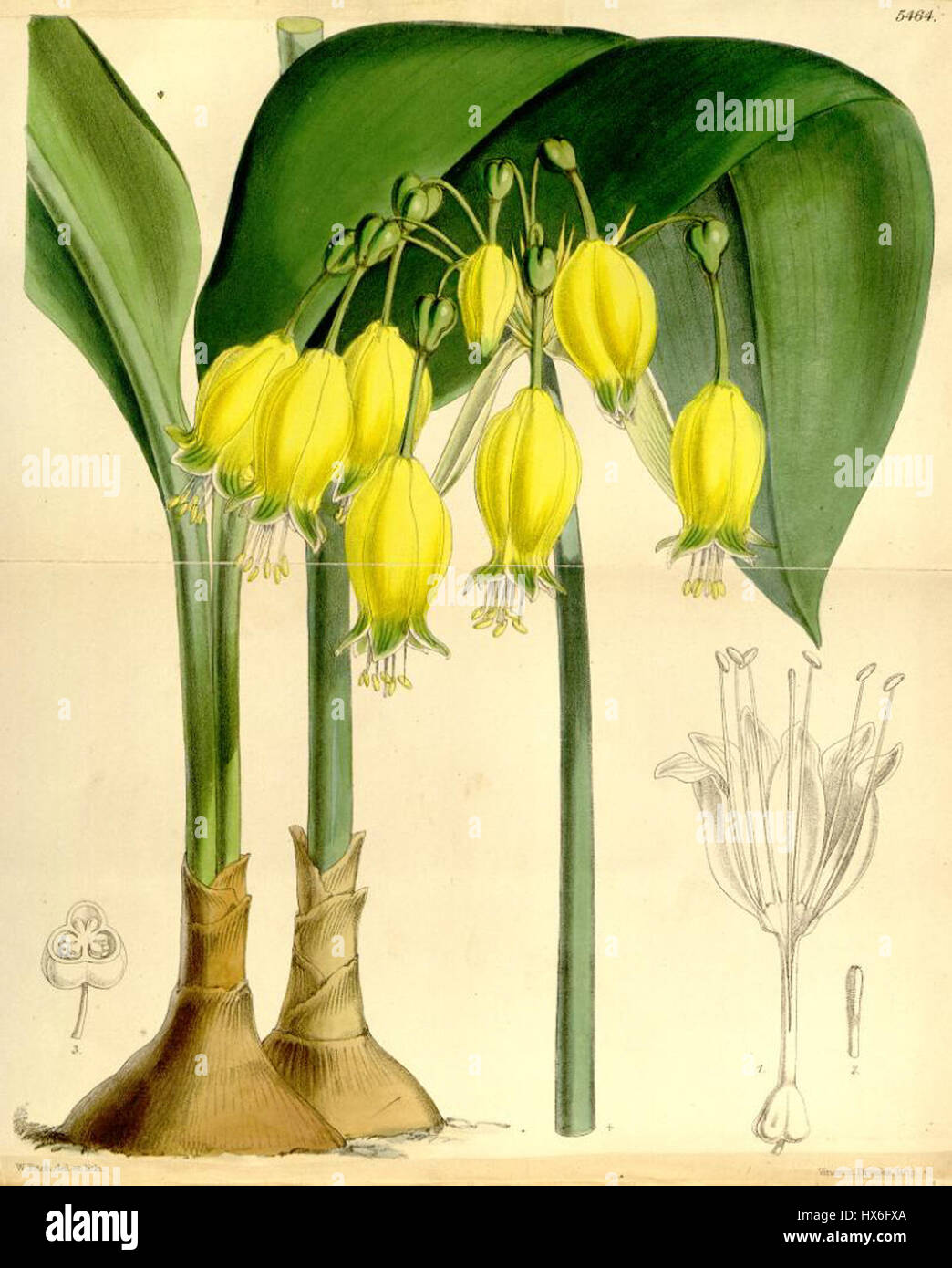 L'Urceolina urceolata, nota anche come giglio tromba sudamericano, è una specie di pianta in fiore originaria delle Ande. Questa pianta è conosciuta per i suoi grandi fiori tubulari, tipicamente gialli o arancioni, ed è un soggetto popolare negli studi botanici e nelle illustrazioni. Foto Stock