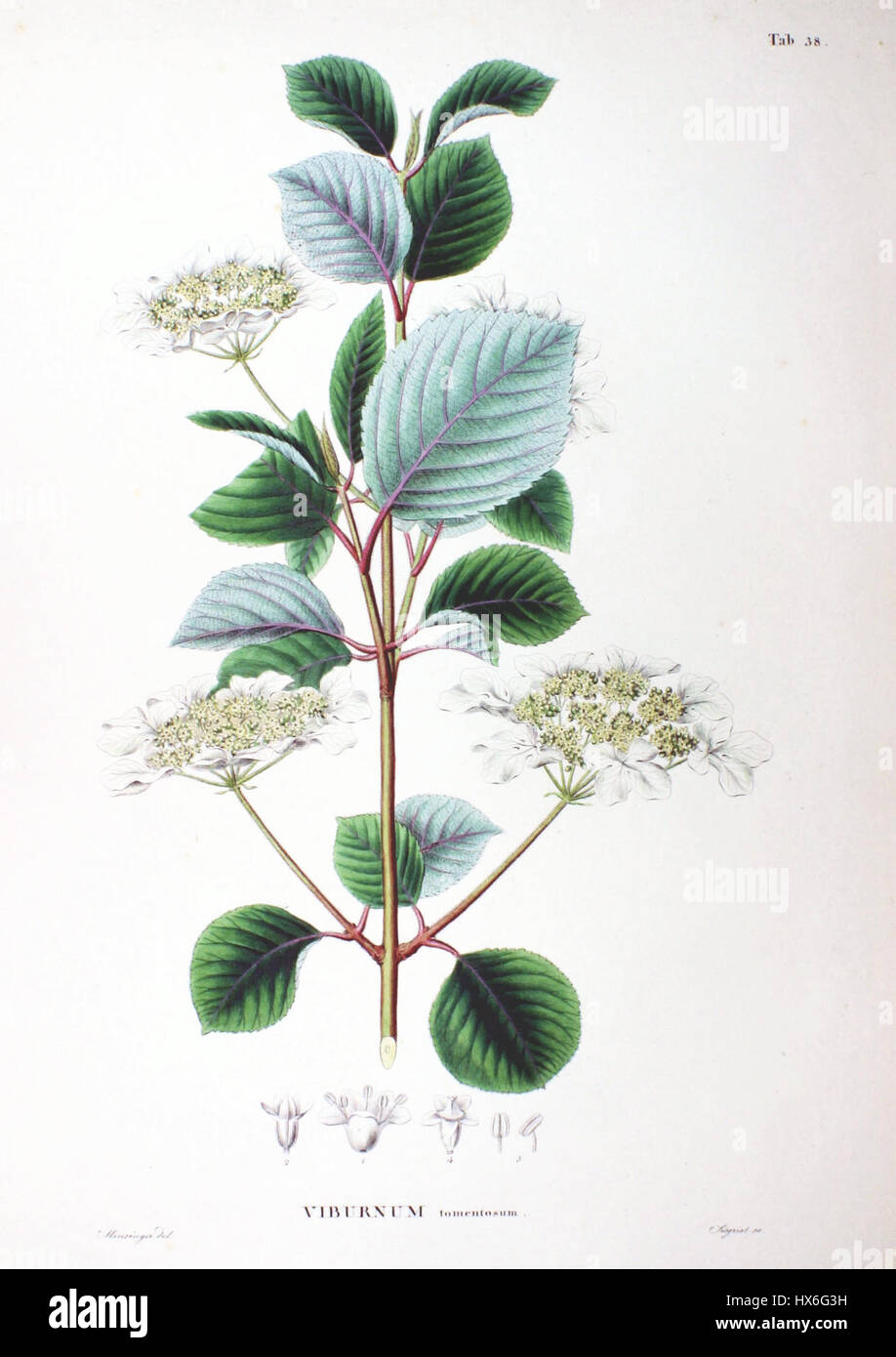 Viburnum plicatum SZ38 è una varietà di arbusti fioriti noti per le sue foglie ampie e lucide e i grappoli di fiori bianchi. È comunemente usato nel paesaggio per la sua attraente vegetazione e le fioriture stagionali. Foto Stock