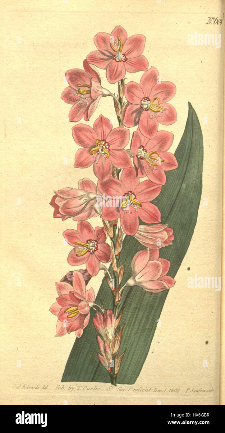 La Watsonia marginata è una specie di pianta in fiore della famiglia delle Iridaceae, originaria dell'Africa meridionale. È noto per i suoi fiori suggestivi ed è comunemente coltivato per scopi ornamentali. Foto Stock