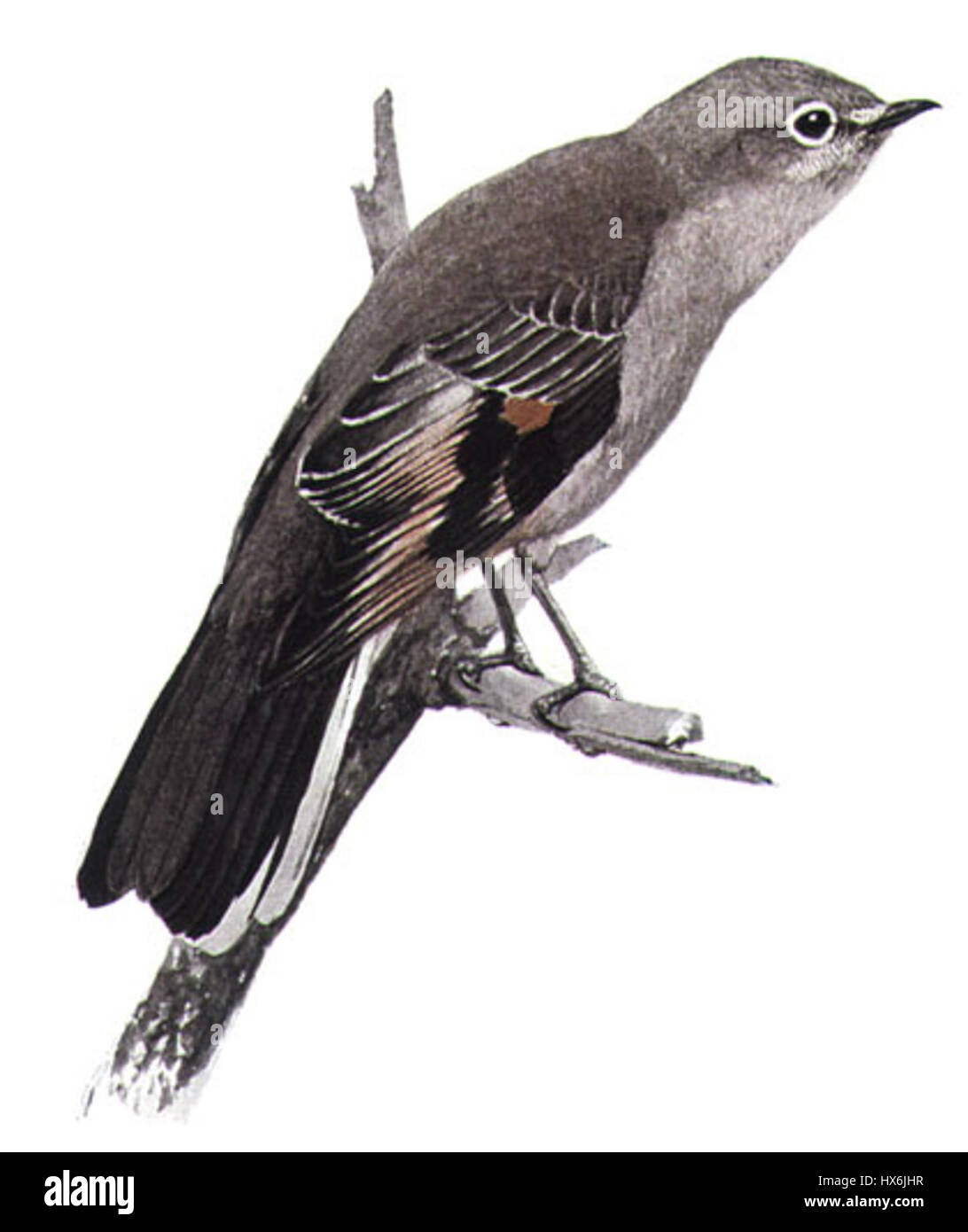 "Myadestes townsendi" è il nome scientifico del solitario di Townsend, una specie di uccelli che si trova in Nord America. Questa specie è nota per il suo comportamento solitario e la sua canzone distintiva, spesso osservata nelle foreste di conifere negli Stati uniti occidentali. Foto Stock