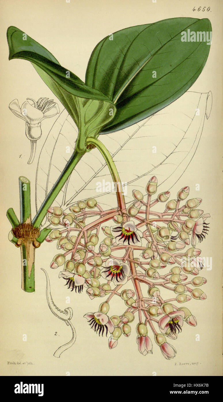Medinilla sieboldiana, una pianta tropicale in fiore originaria delle Filippine, è conosciuta per i suoi sorprendenti fiori rosa e le grandi foglie lucide. Prospera in ambienti umidi e tropicali ed è apprezzata per il suo valore ornamentale nelle collezioni botaniche e nei giardini. Foto Stock