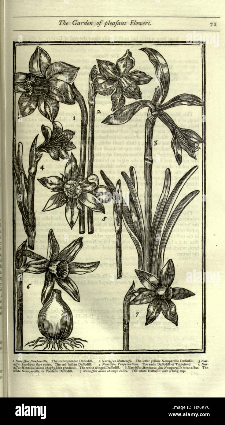 Il "Narcissus C397 incomparabilis" è una varietà unica di narcisi, conosciuta per i suoi caratteristici, grandi petali bianchi e il centro a forma di tromba gialla. È una cultivar popolare, spesso usata nei giardini ornamentali per il suo aspetto suggestivo. Foto Stock