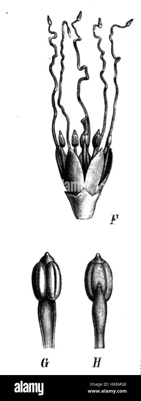 Il Pentaclethra macroloba (comunemente noto come albero di Omahogany) è un'illustrazione botanica di Taub, che mostra le caratteristiche distintive dell'albero, una specie originaria dell'America tropicale, nota per le sue grandi foglie e baccelli legnosi. Foto Stock