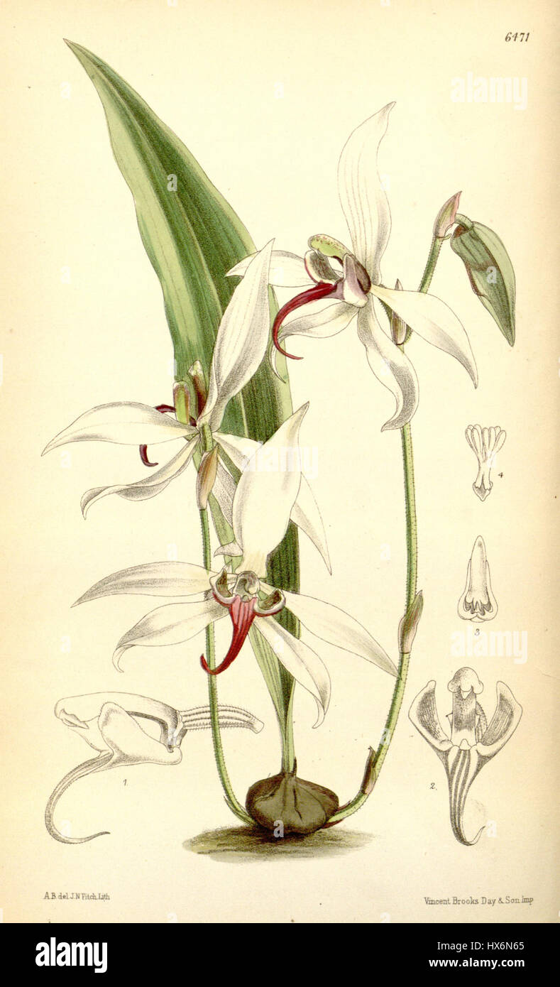 Pachystoma thomsonianum è una specie di pianta fiorita nota per i suoi fiori distintivi e luminosi. Questa pianta è originaria di regioni specifiche e apprezzata per le sue qualità ornamentali negli studi orticoli e botanici. Foto Stock