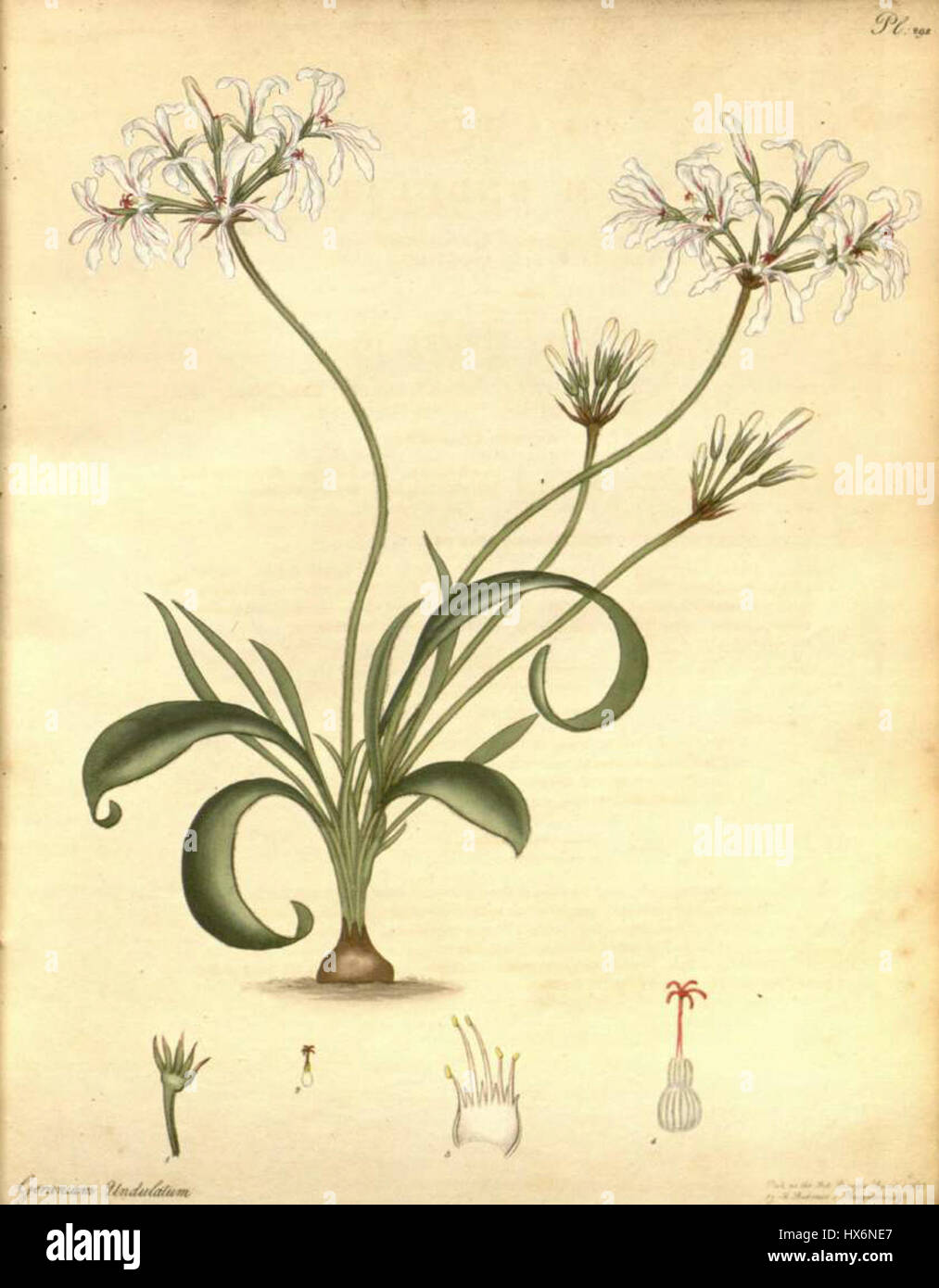 Pelargonium undulatum è una specie di pianta in fiore originaria dell'Africa meridionale. Conosciuta per le sue foglie ondulate, verdi brillanti e i fiori vivaci, è comunemente coltivata come pianta ornamentale nei giardini. Foto Stock