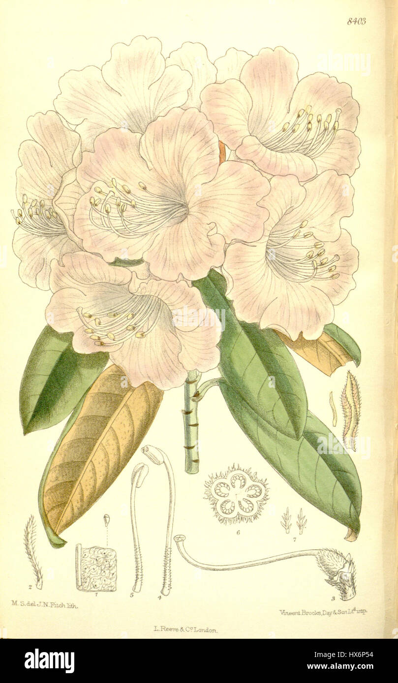 Un'illustrazione del Rhododendron japonicum pentamerum, una specie di pianta in fiore. Il disegno cattura le sue caratteristiche distintive e le sue caratteristiche botaniche, compresi i suoi fiori e le sue foglie. Foto Stock
