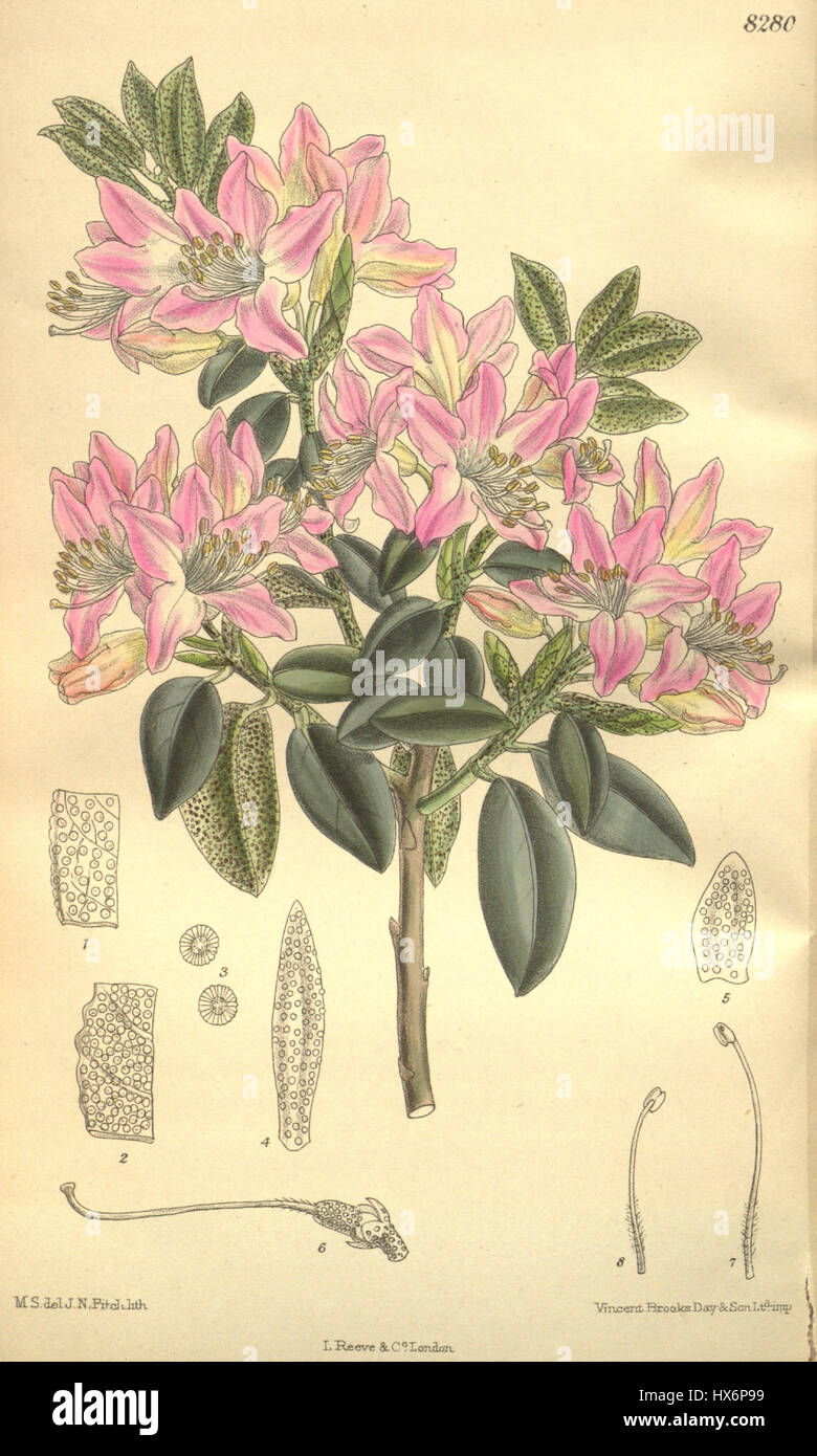 Rhododendron coombense è una specie di rododendro, conosciuta per i suoi fiori vivaci e la sua popolarità nei giardini. Questa pianta è caratterizzata da un fitto fogliame e da un'impressionante esposizione floreale, che la rende un arbusto ornamentale desiderabile. Foto Stock