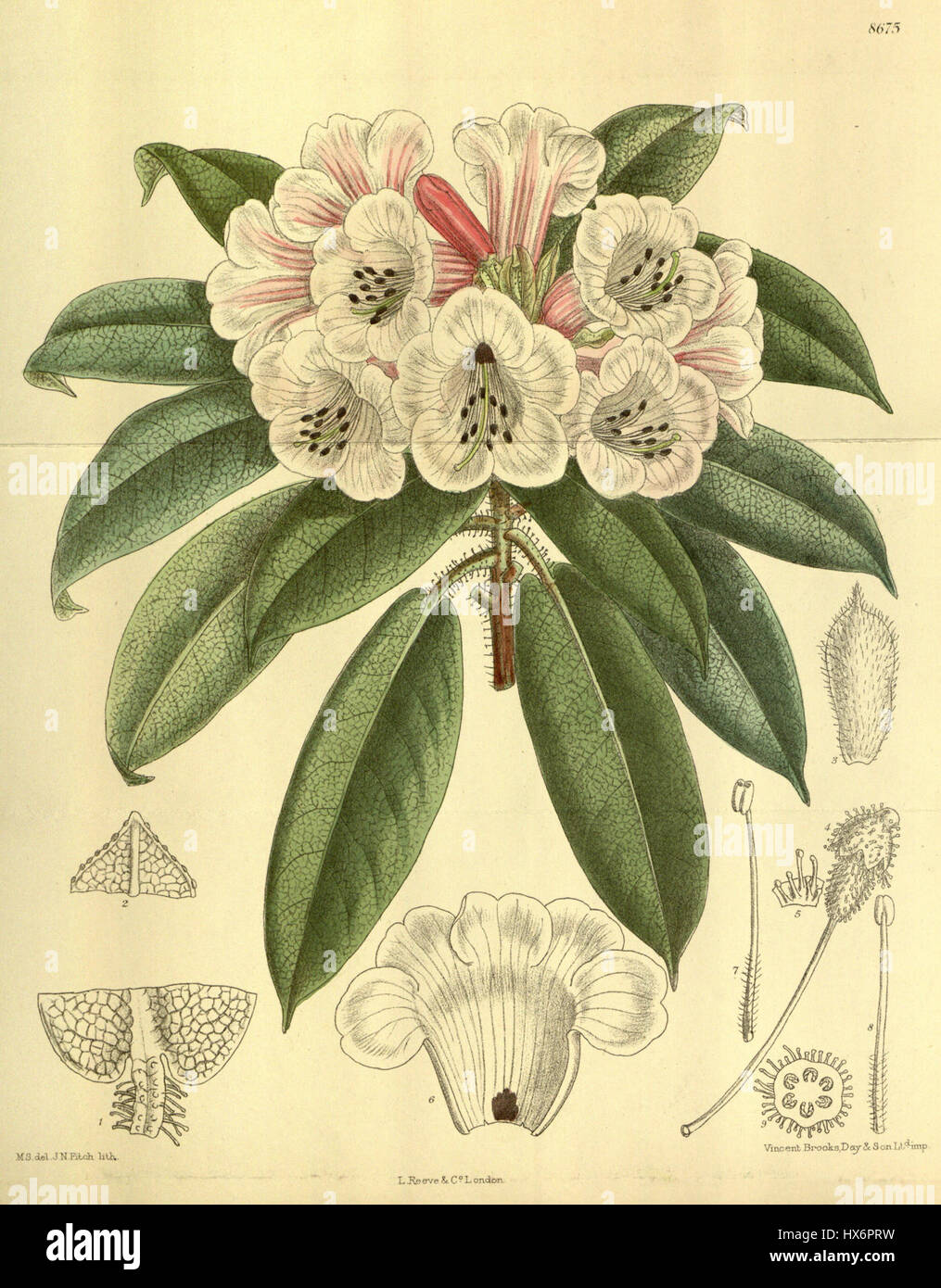 Rhododendron monosematum 142 8675 Foto Stock