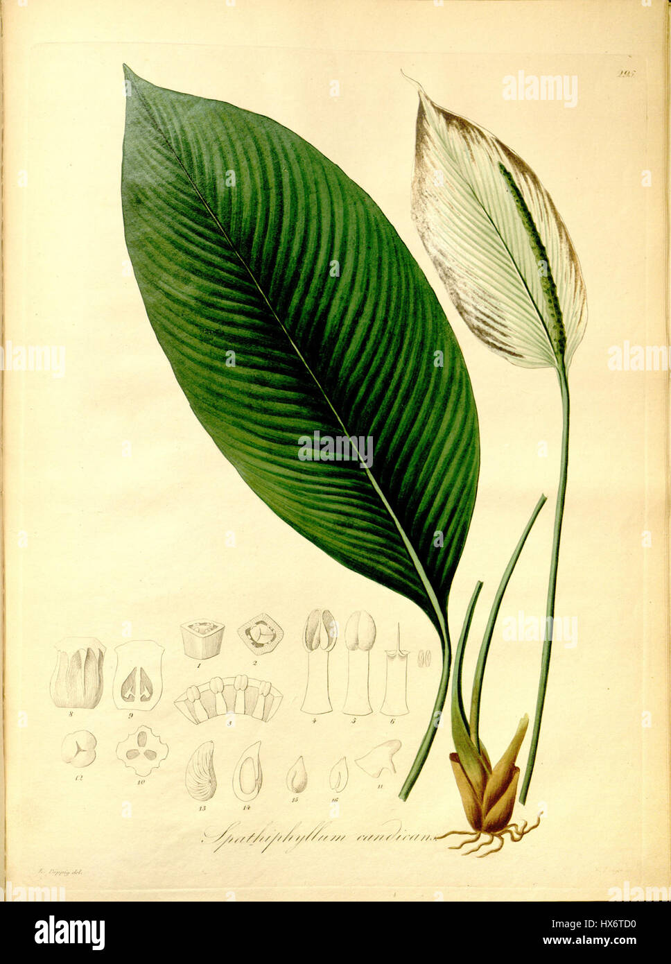 Lo Spathiphyllum candicans, comunemente noto come il giglio bianco della pace, è una pianta tropicale in fiore nota per le sue eleganti fioriture bianche e le proprietà depurative dell'aria. Foto Stock