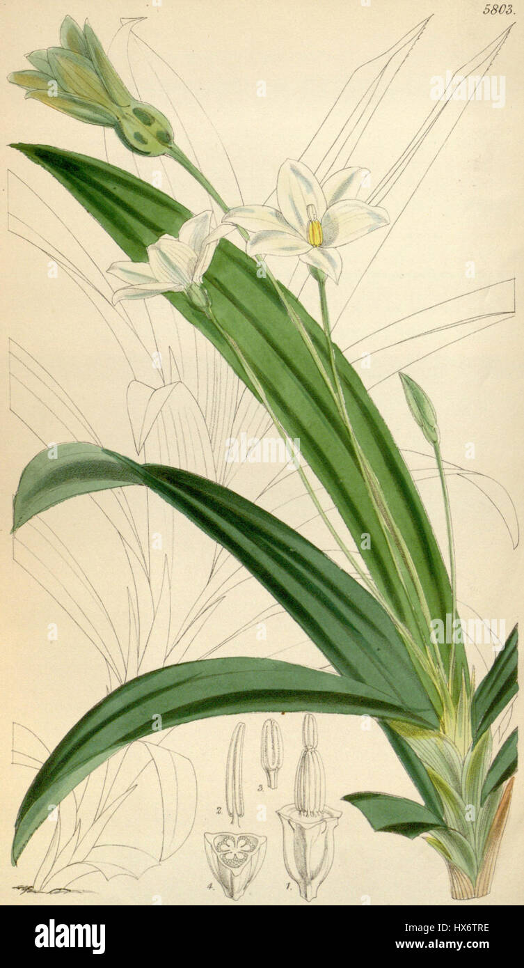 Talbotia elegans è una specie di pianta appartenente alla famiglia delle Rapateaceae. Si trova comunemente nelle zone umide e presenta foglie lunghe e lineari distintive e piccoli fiori gialli. Foto Stock