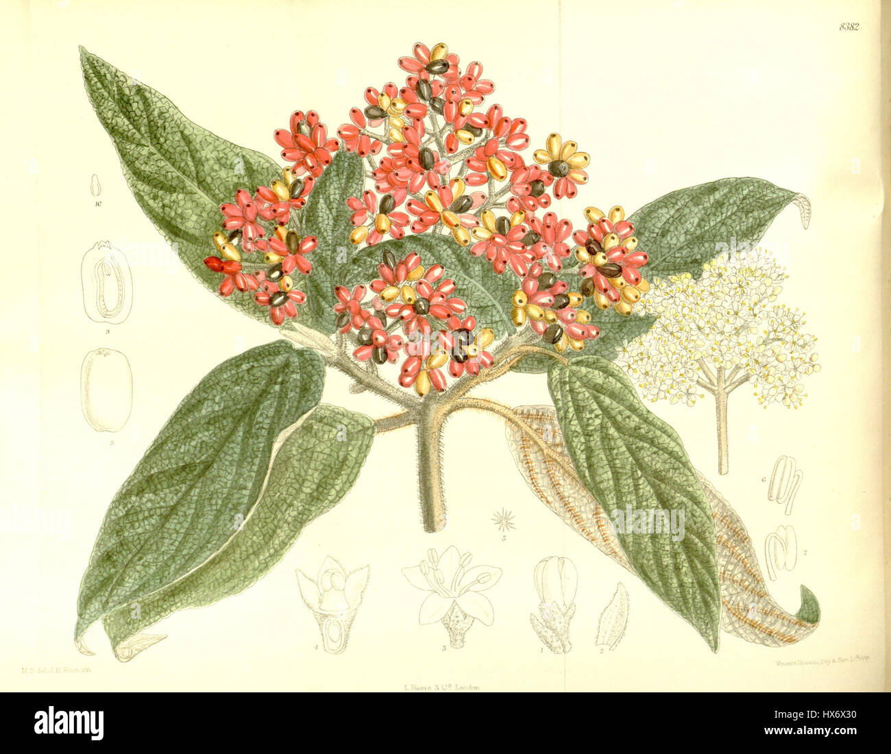 Il Viburnum rhytidophyllum, comunemente noto come il viburnum a foglia di cuoio, è un arbusto deciduo noto per le sue foglie spesse e strutturate e i grappoli di fiori bianchi. Questa pianta prospera in aree ombreggiate ed è originaria dell'Asia orientale. Foto Stock