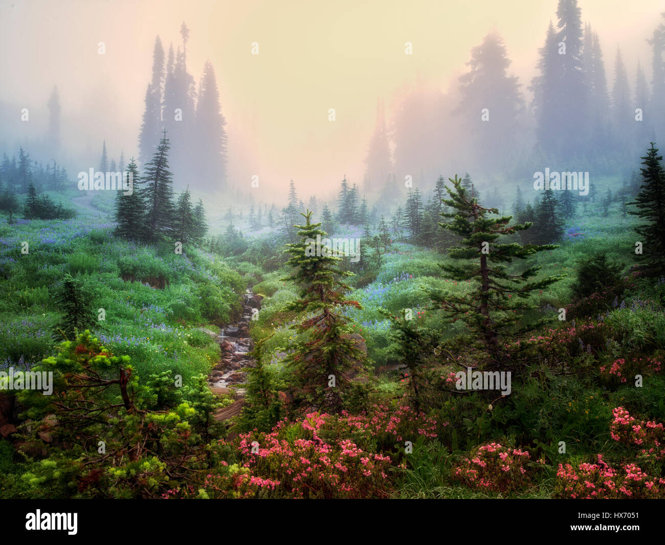 Campo di vari fiori selvatici,alberi e nebbia. Mt. Rainier National Park, Washington Foto Stock