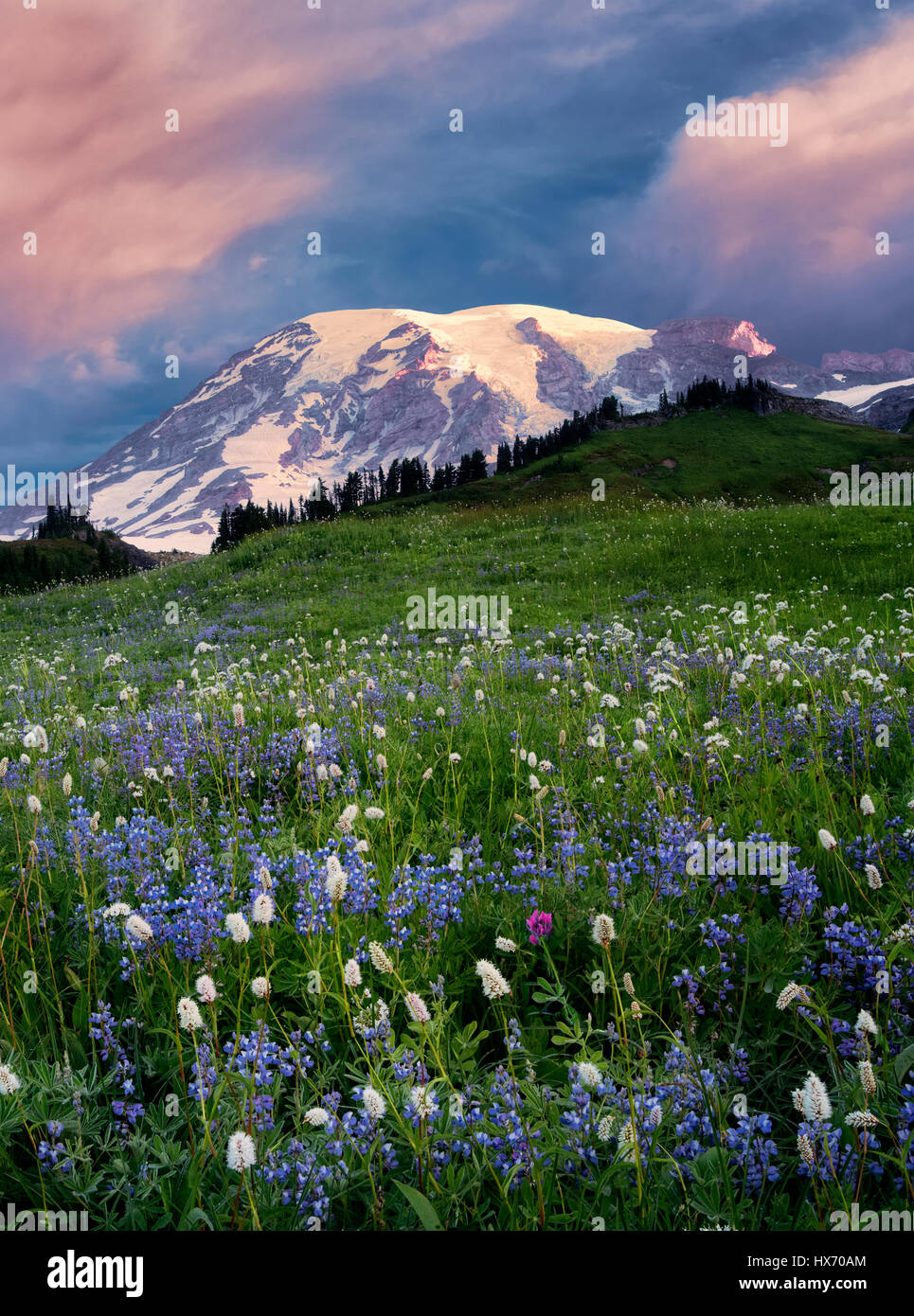 Alba con fiori selvaggi e Mt. Rainier. Mt. Rainier National Park, Washington Foto Stock