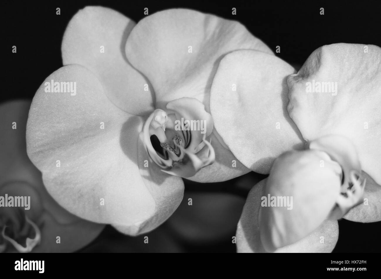 Orchid, fiore, bloom, bella Foto Stock