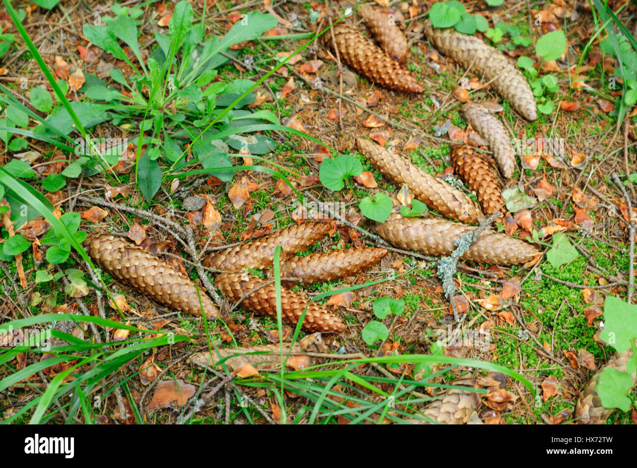 Brown pigne giacciono su un sentiero di bosco Foto Stock