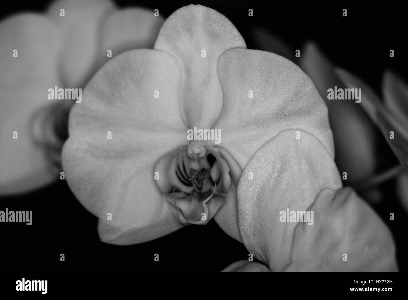 Orchid, fiore, bloom, bella Foto Stock