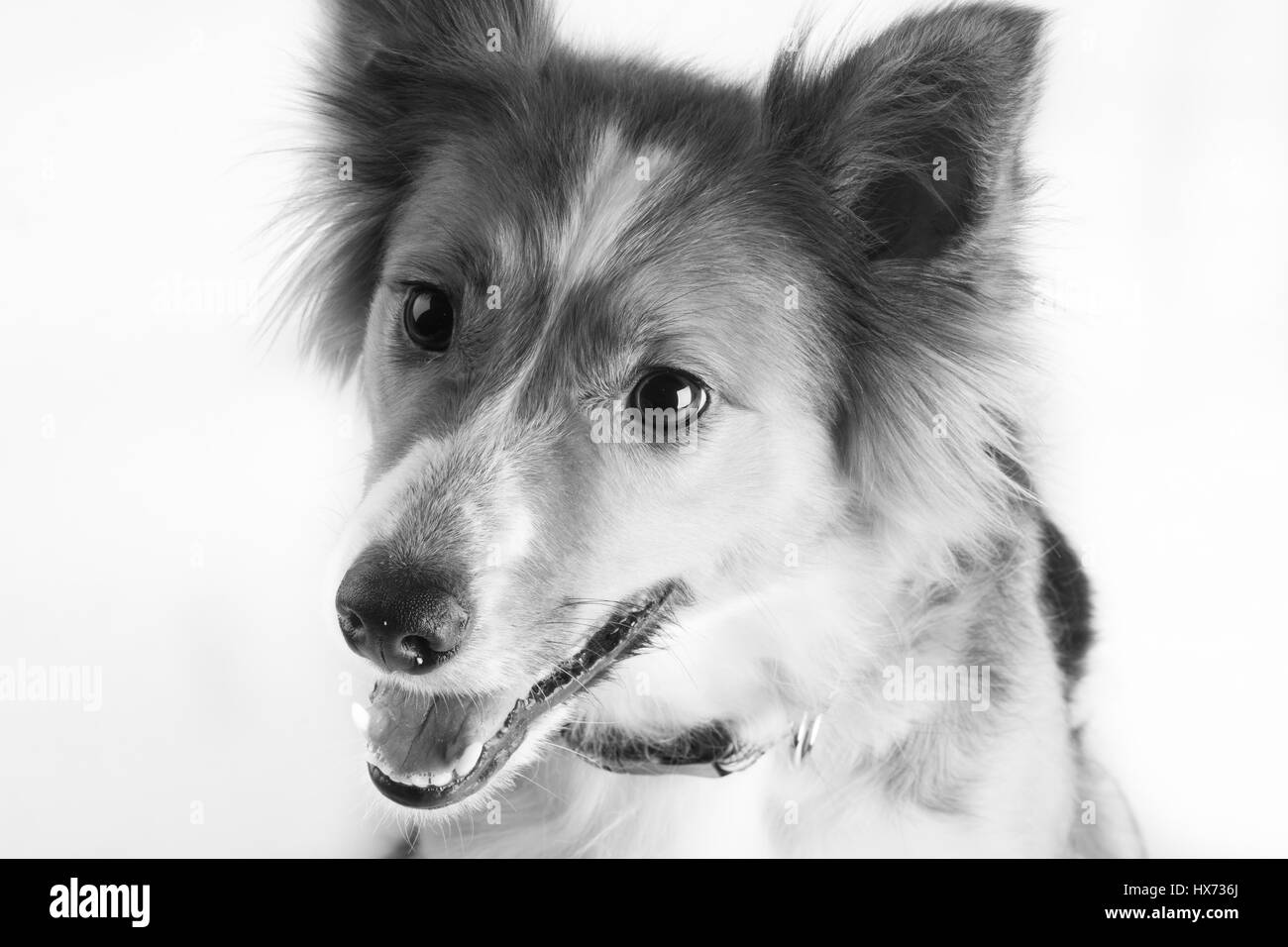 Shirley, bella collie Foto Stock