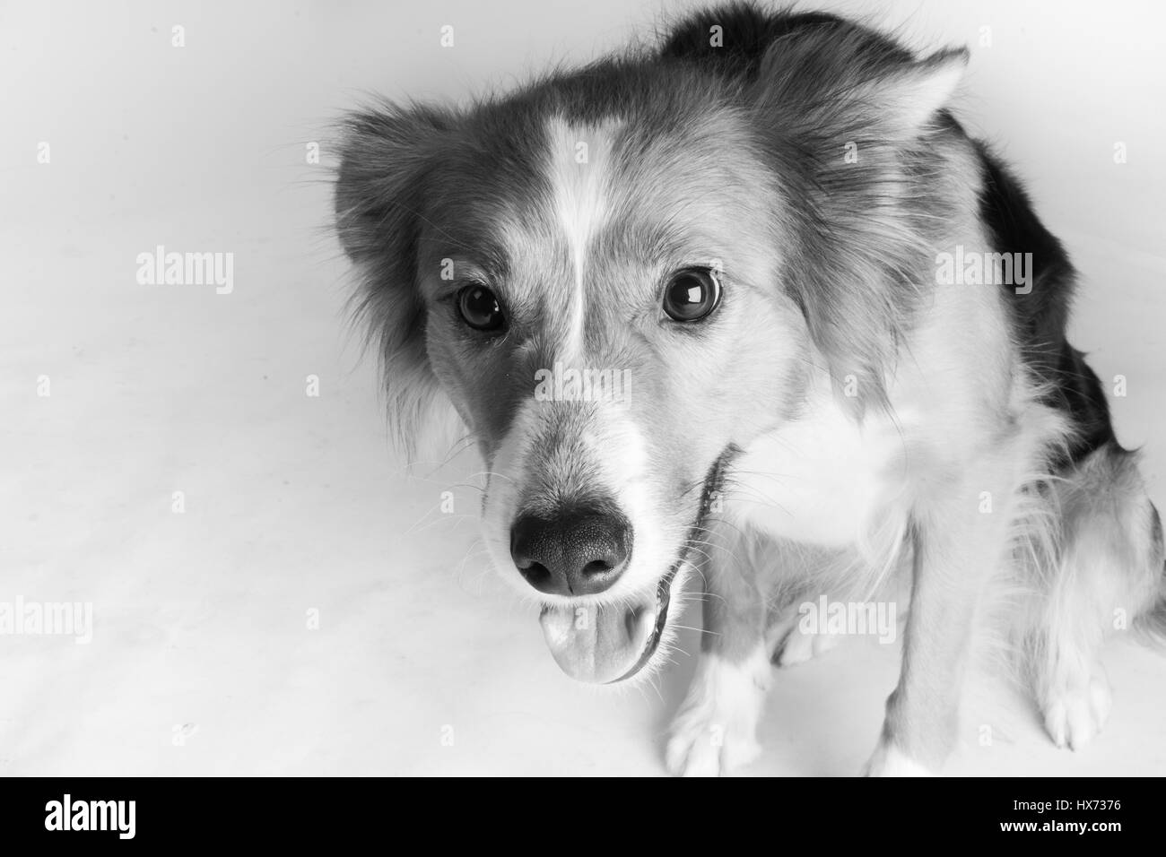 Shirley, bella collie Foto Stock