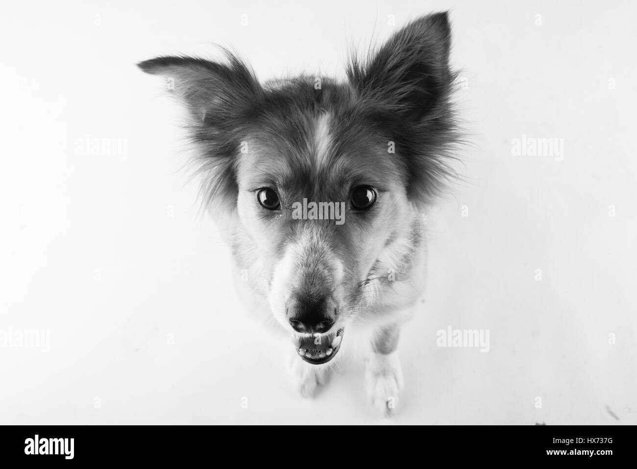 Shirley, bella collie Foto Stock
