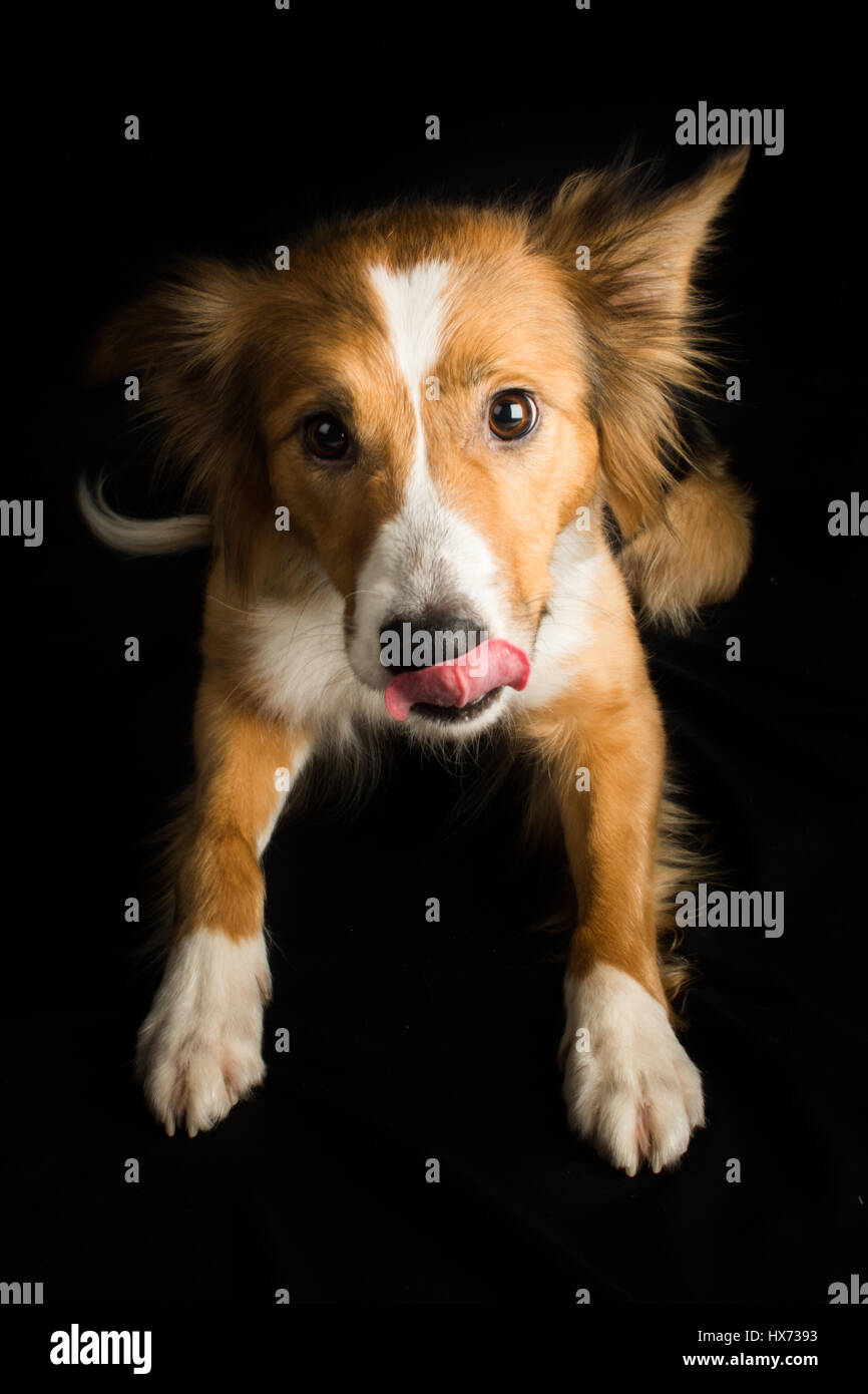 Shirley, bella collie Foto Stock