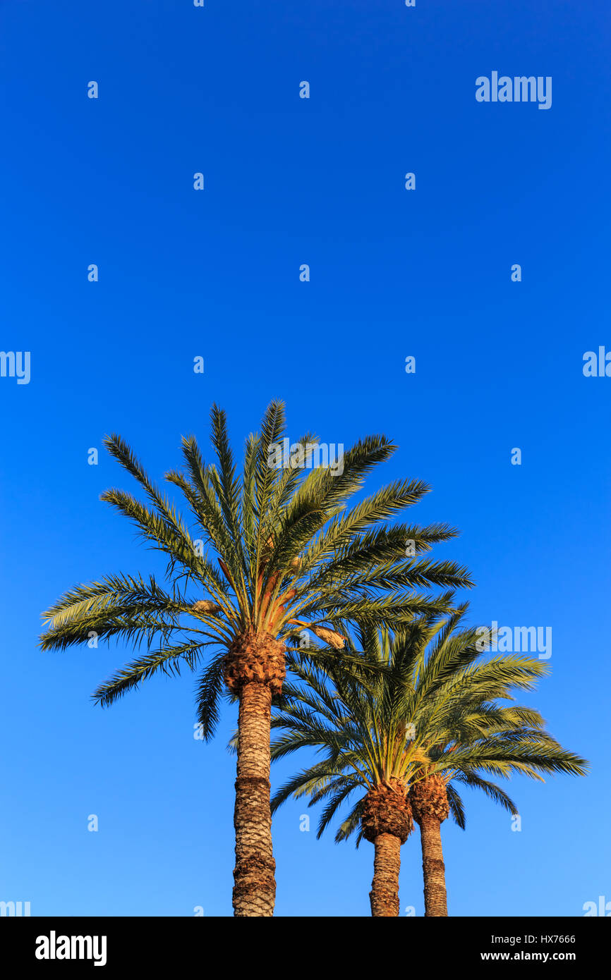 Alberi di Palma contro il profondo blu del cielo Foto Stock
