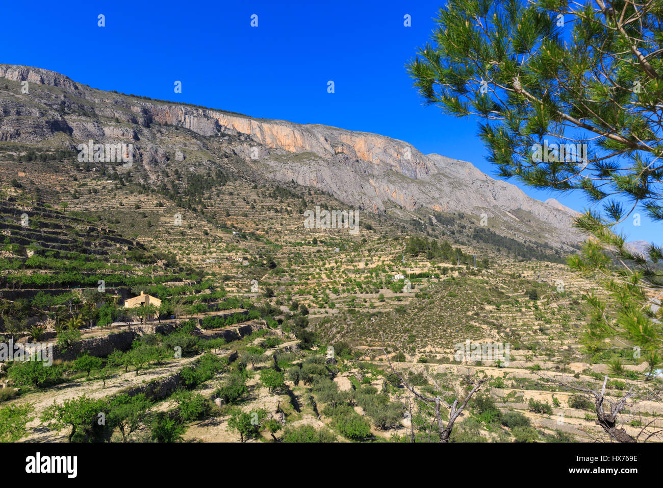 Alberi da frutta e uliveti terrazzati su un lato di montagna, Alicante Regione, Costa Brava, Spagna Foto Stock